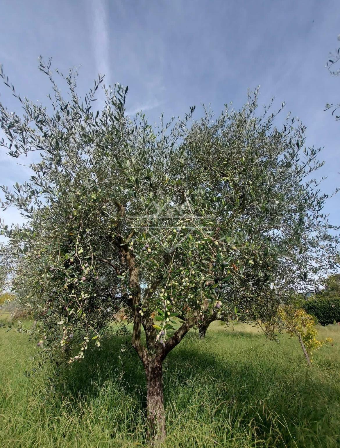 Terreno Agricolo in vendita a Castelnuovo Magra