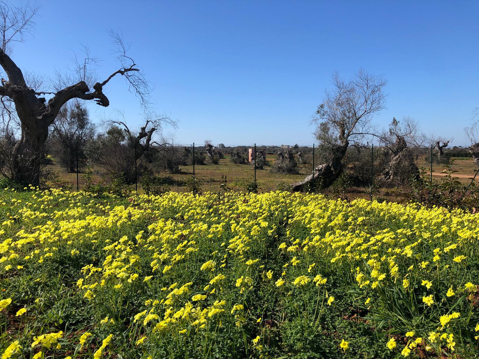 Casa indipendente con giardino in via masseria ungul�a 2, Sannicola