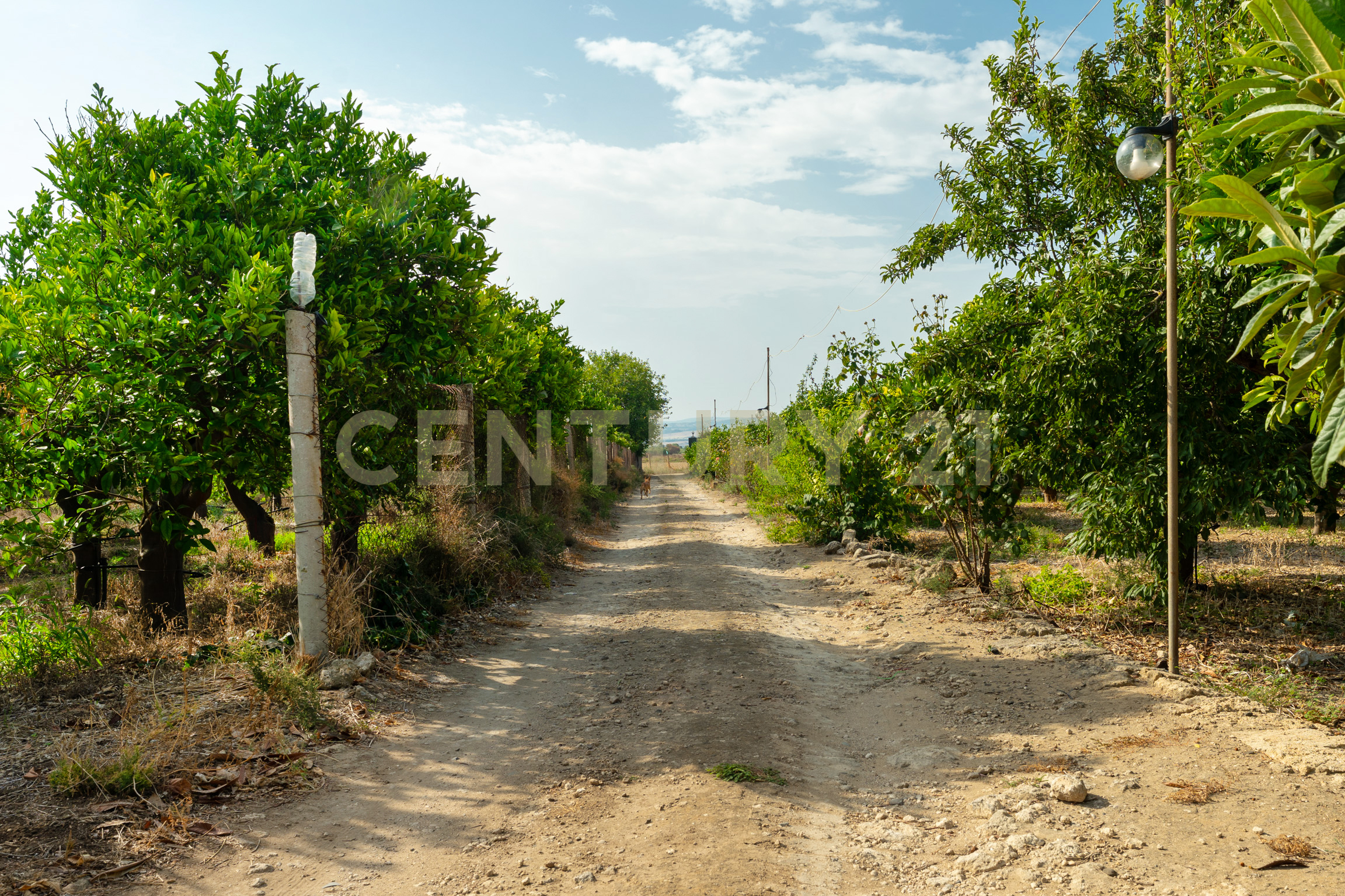 Terreno Agricolo in vendita in strada statale 194, Carlentini