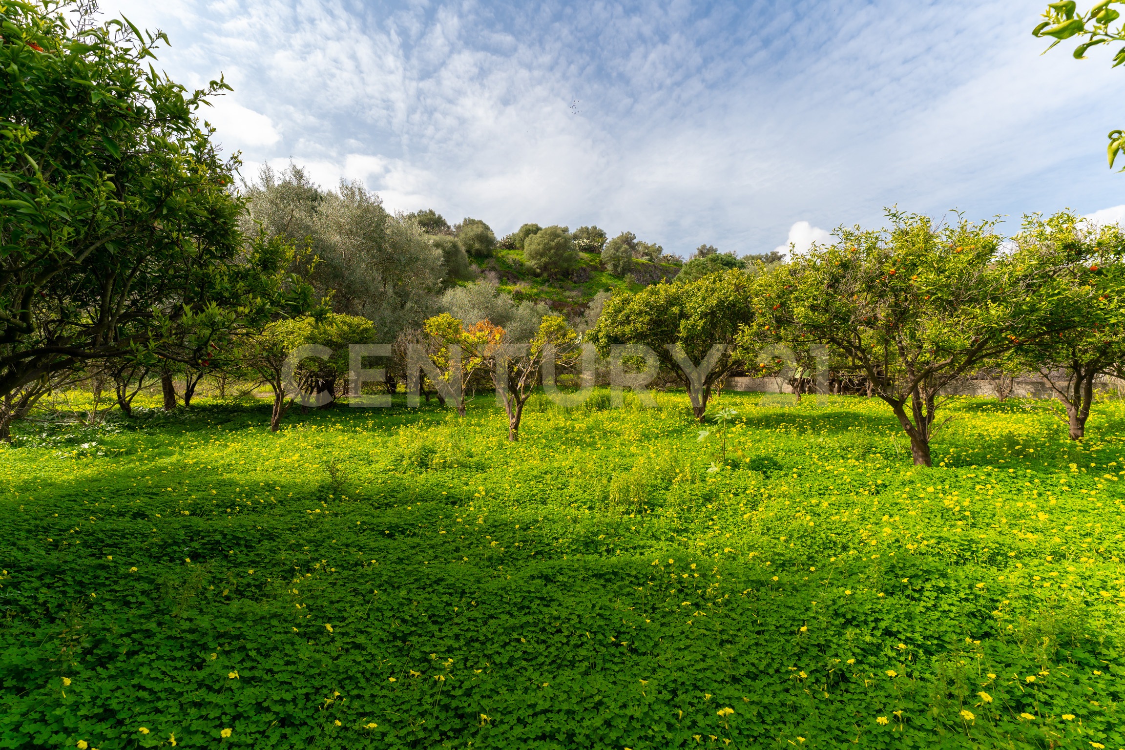 Terreno Agricolo in vendita in contrada vaccarizzo, Catania