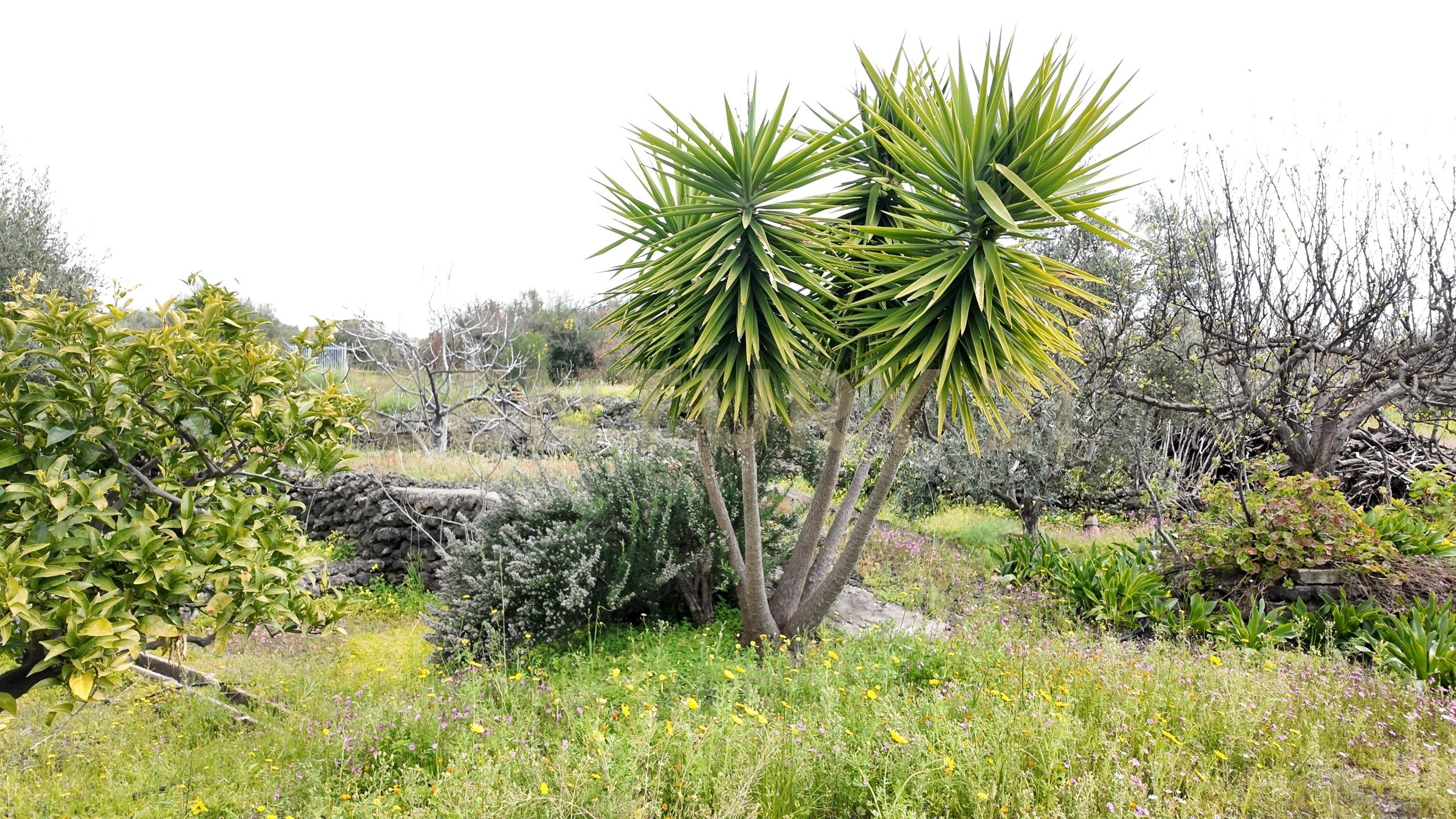 Terreno Agricolo in vendita in contrada malvezzaro, Santa Maria di Licodia