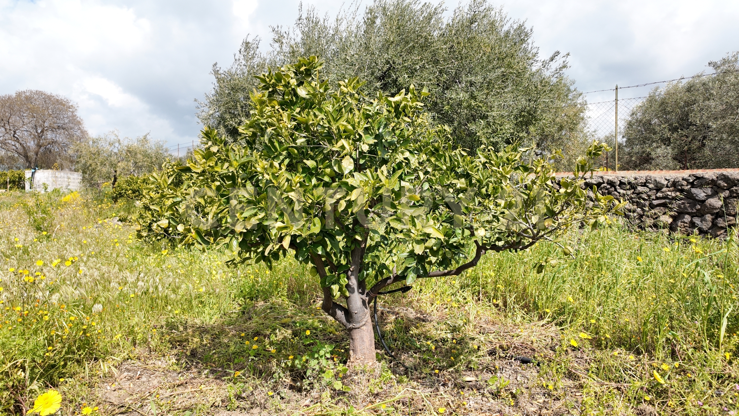 Terreno Agricolo in vendita in contrada malvezzaro, Santa Maria di Licodia