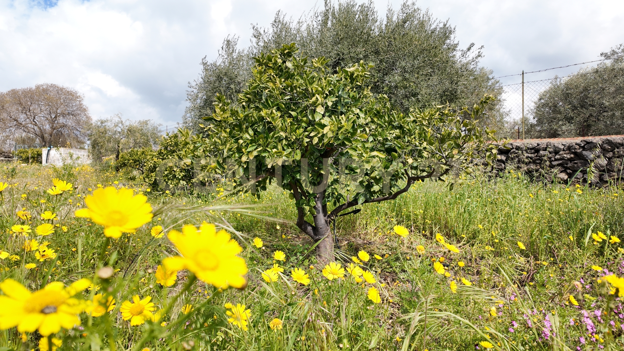 Terreno Agricolo in vendita in contrada malvezzaro, Santa Maria di Licodia