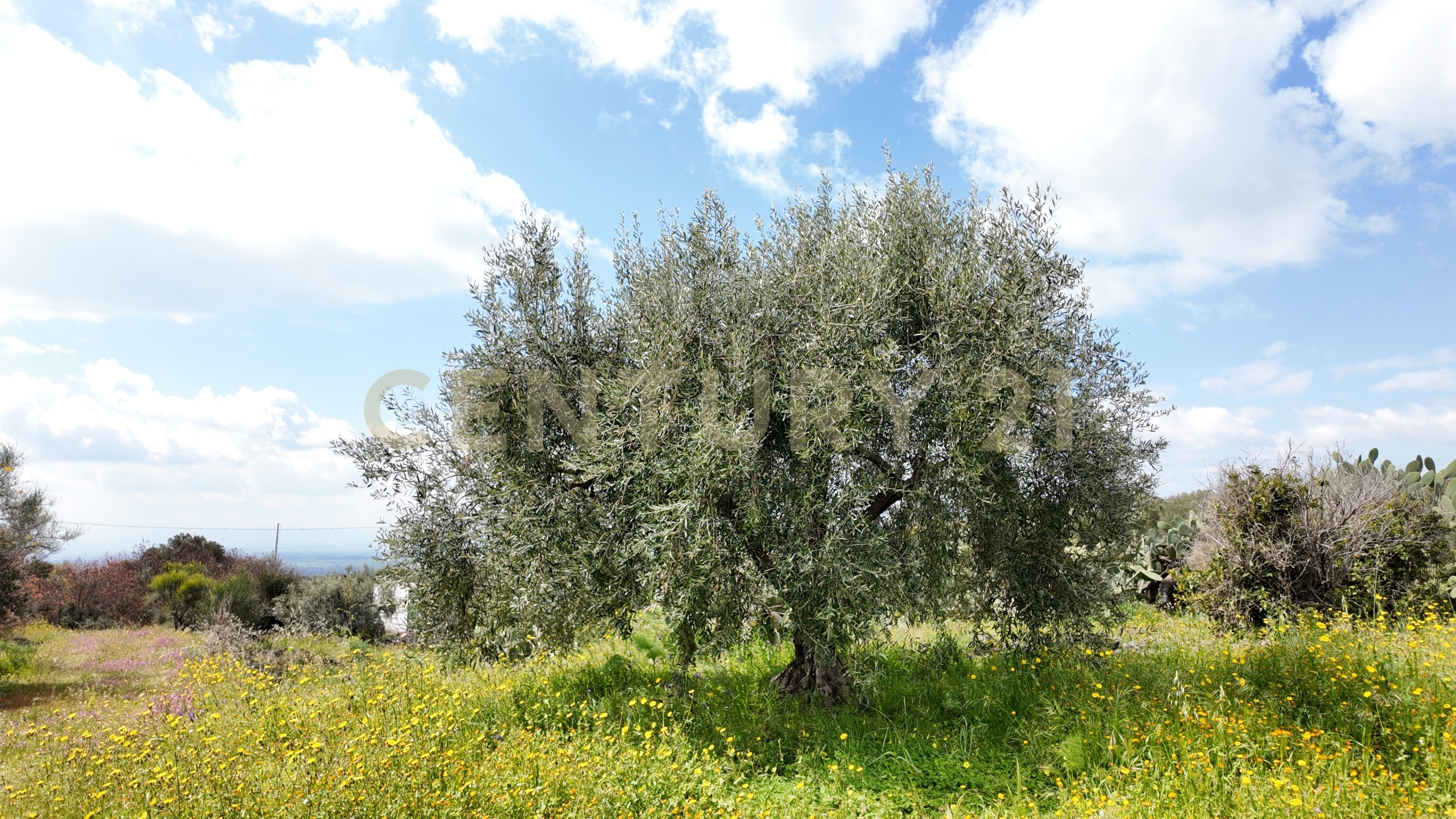 Terreno Agricolo in vendita in contrada malvezzaro, Santa Maria di Licodia