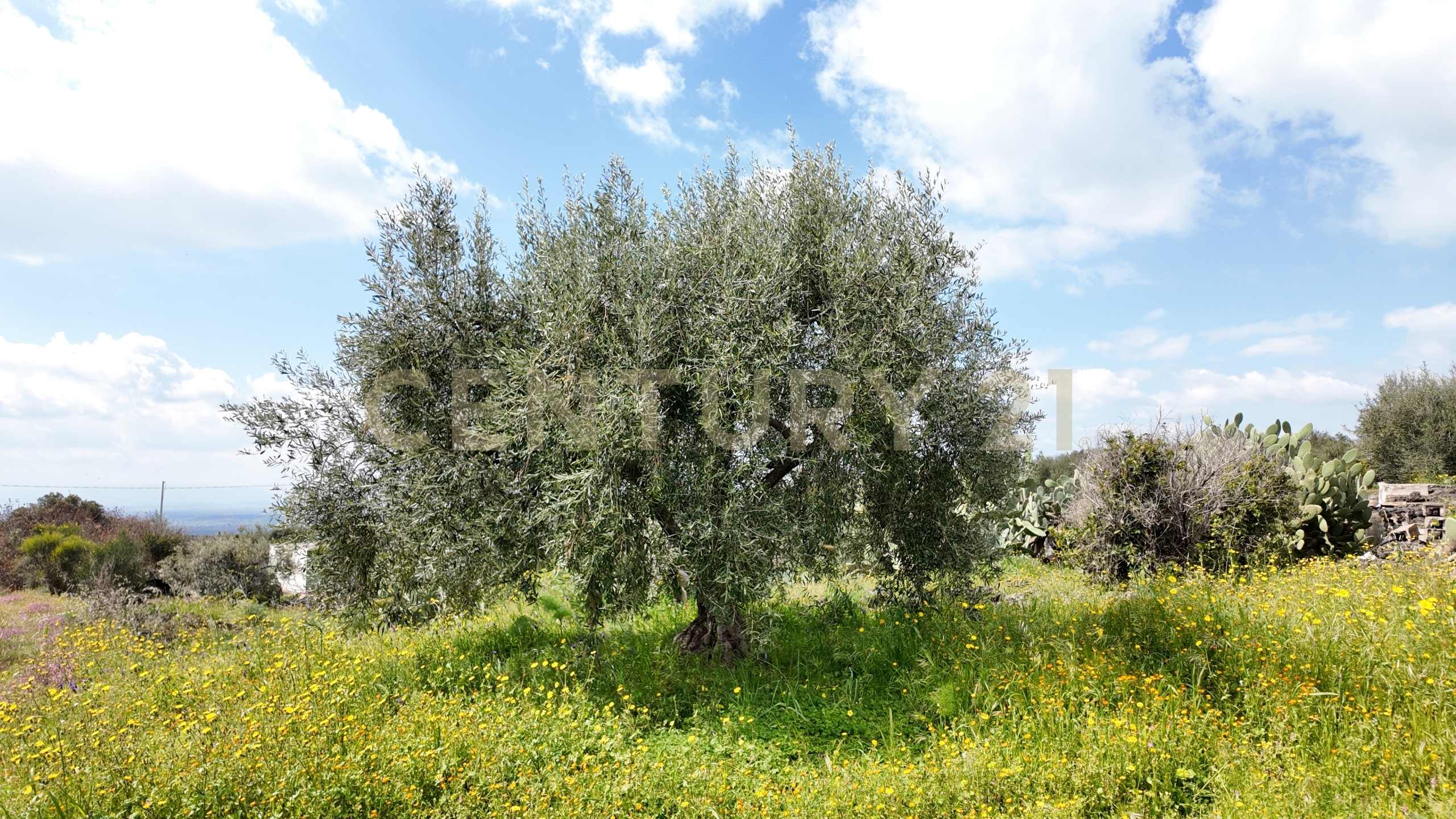 Terreno Agricolo in vendita in contrada malvezzaro, Santa Maria di Licodia
