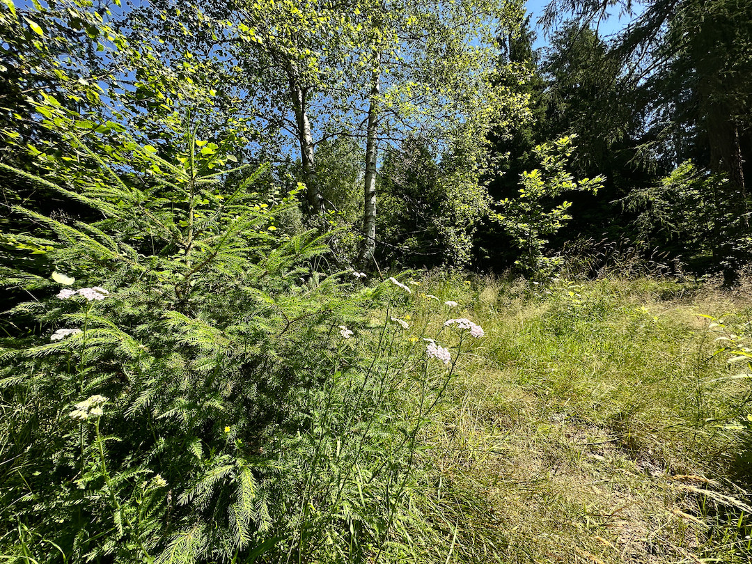 Terreno in vendita a Collio, Memmo