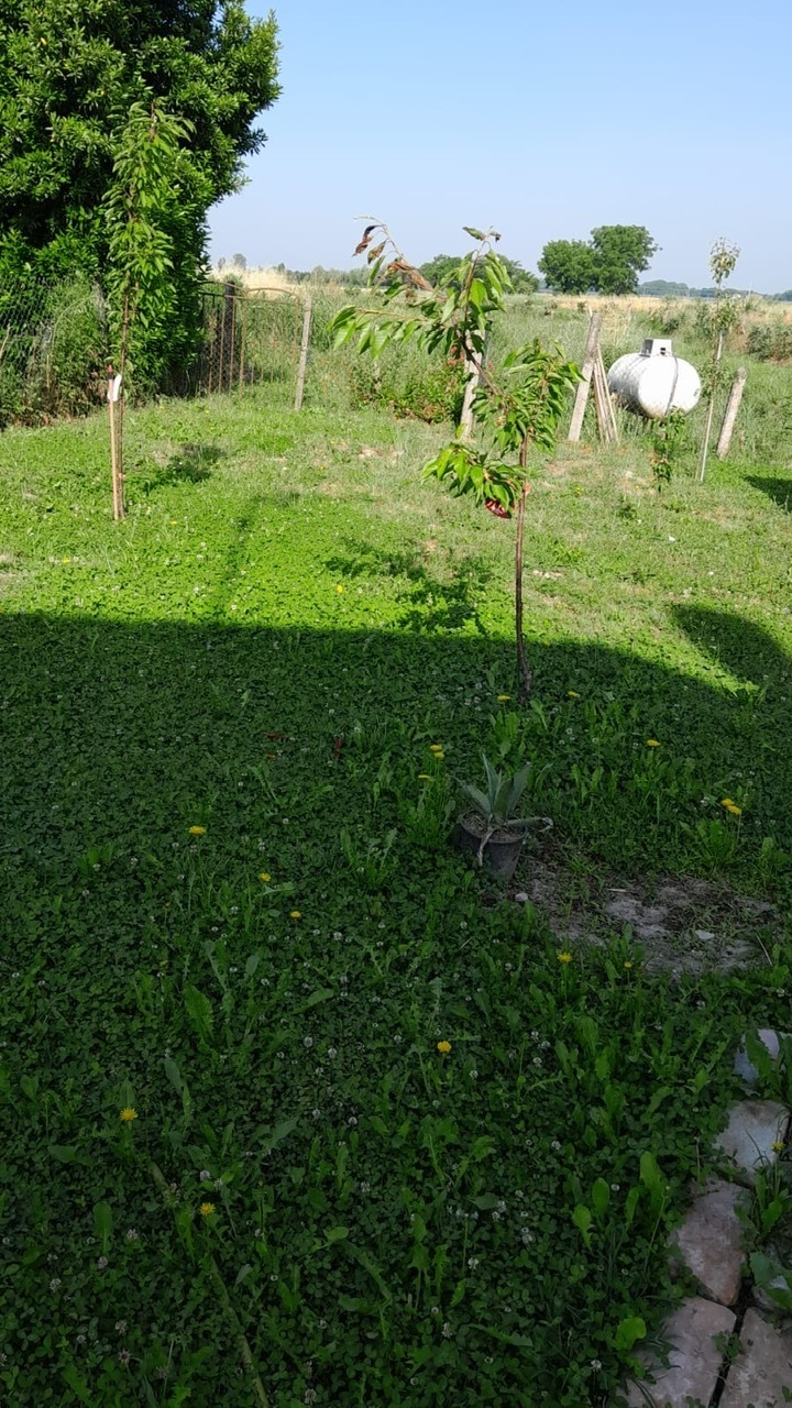 Casa indipendente da ristrutturare a Frassinelle Polesine