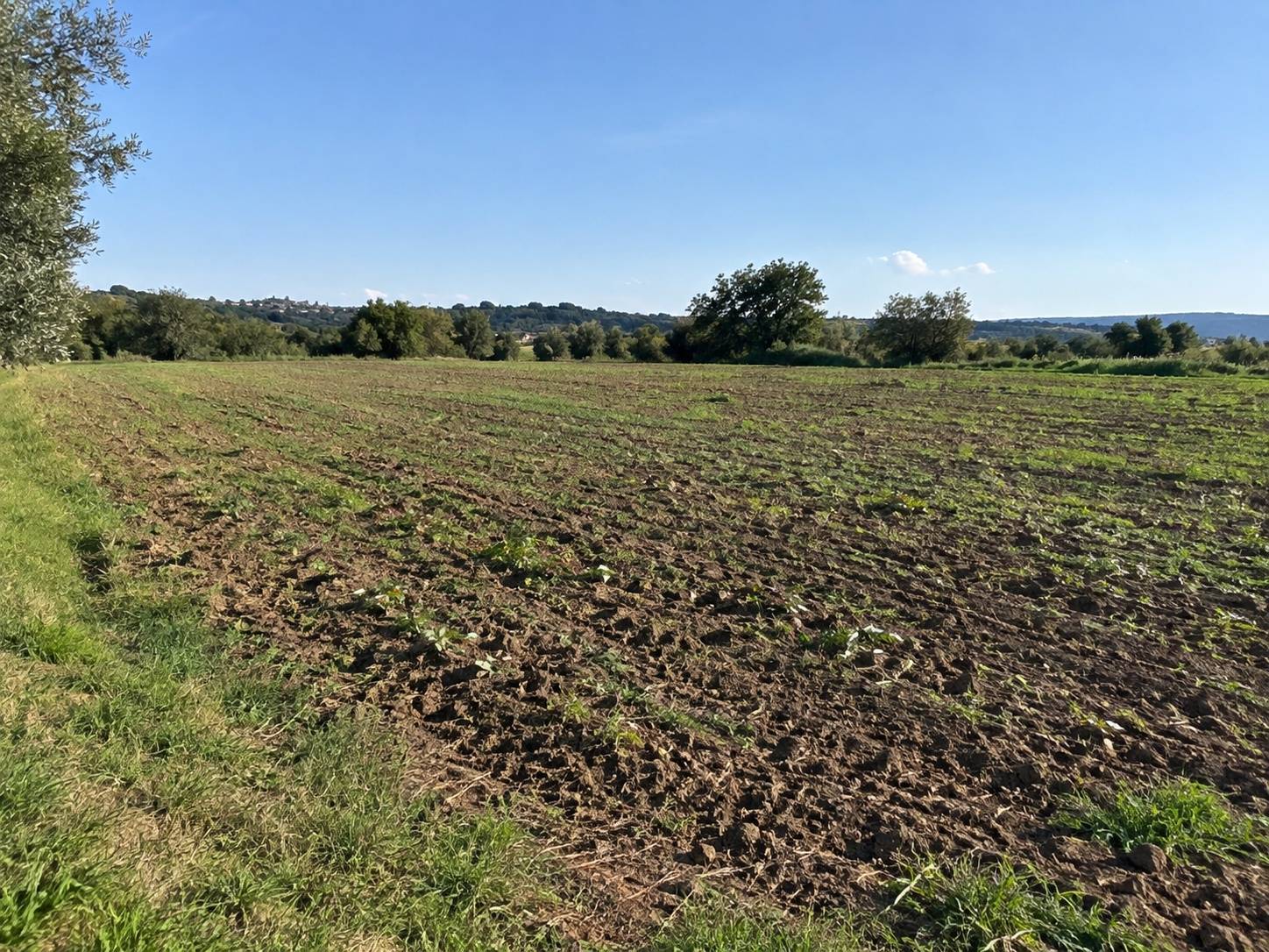 Terreno Agricolo in vendita a Barberino di Mugello