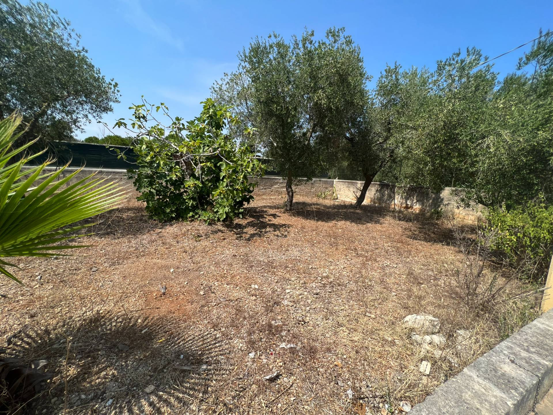 immagine annuncio 3 di 6