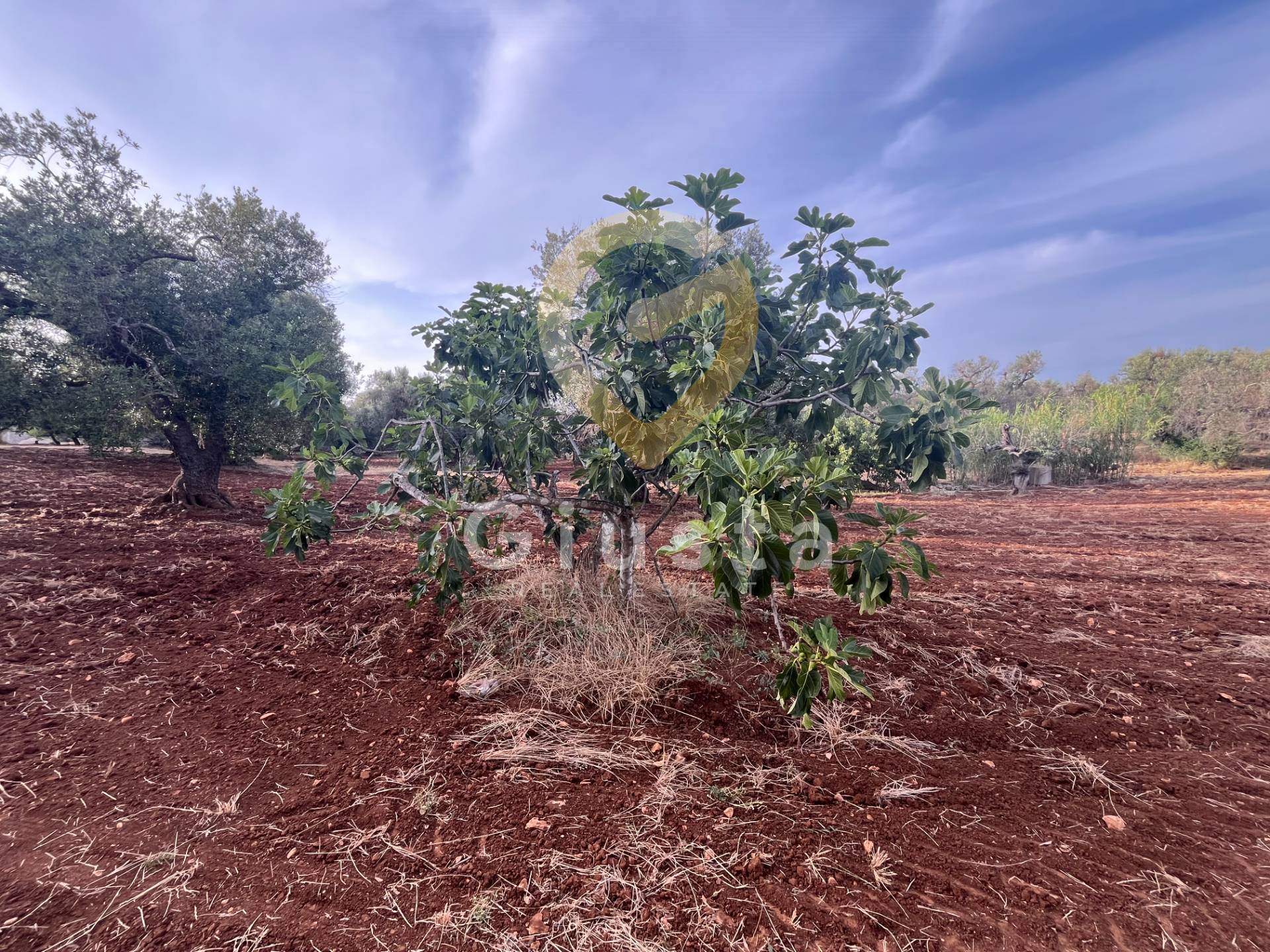 trullo in vendita a Ceglie Messapica