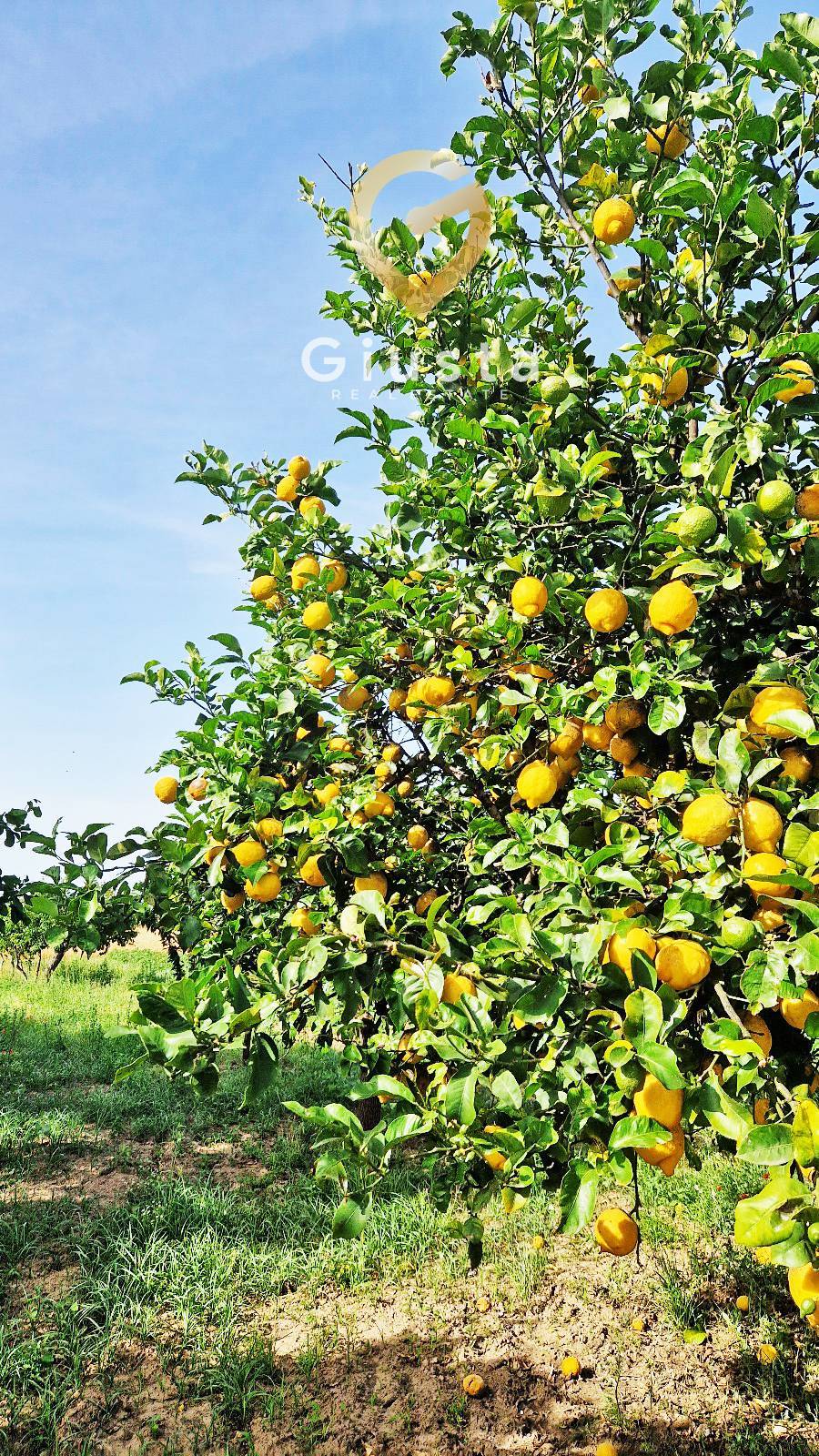 Terreno in vendita a Mesagne