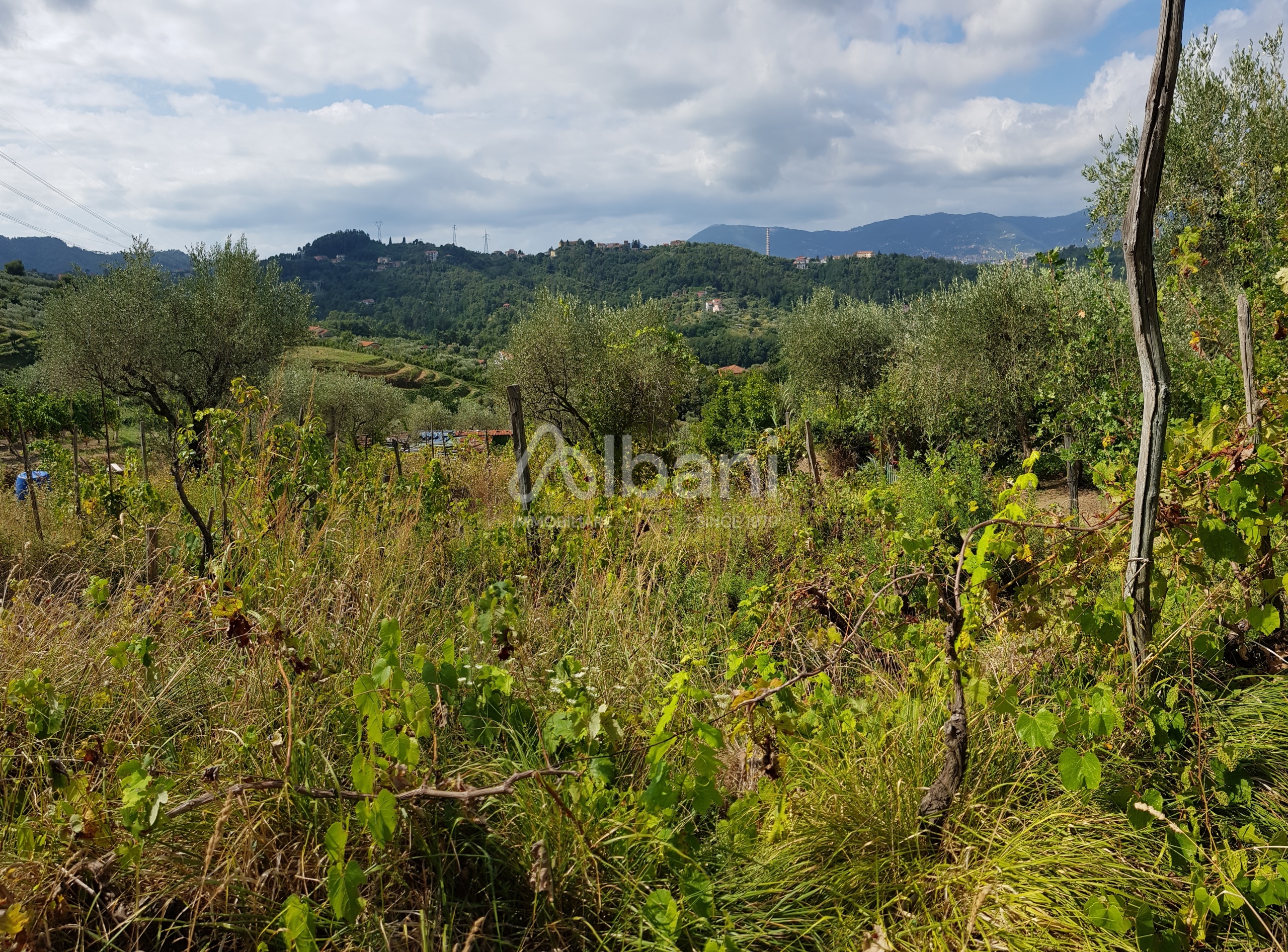 Terreno Agricolo in vendita, Arcola masignano