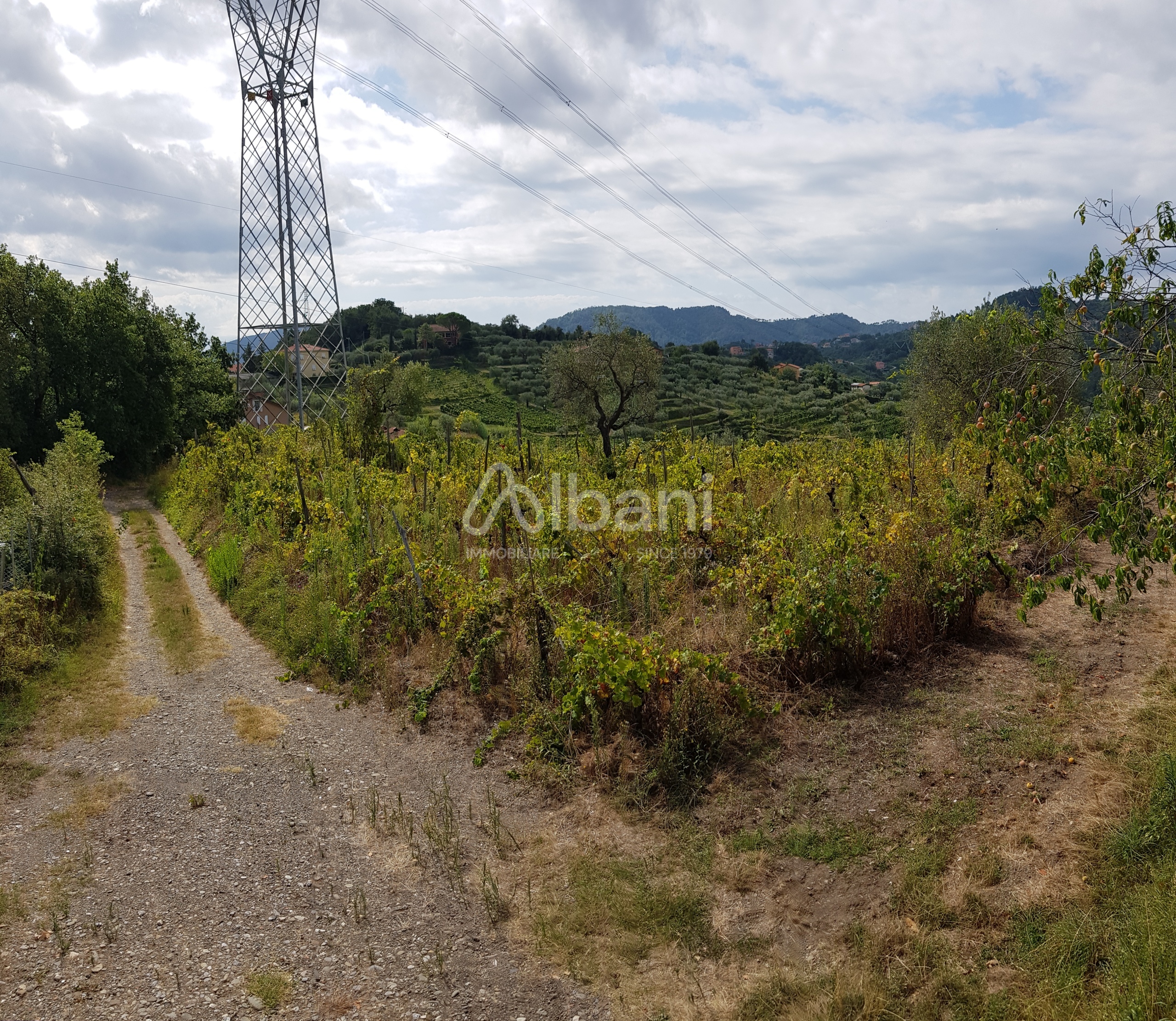 Terreno Agricolo in vendita, Arcola masignano