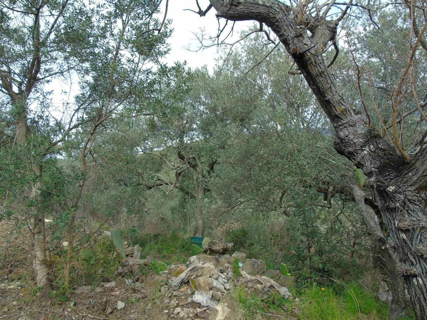 Terreno Edificabile in vendita a San Mauro Cilento