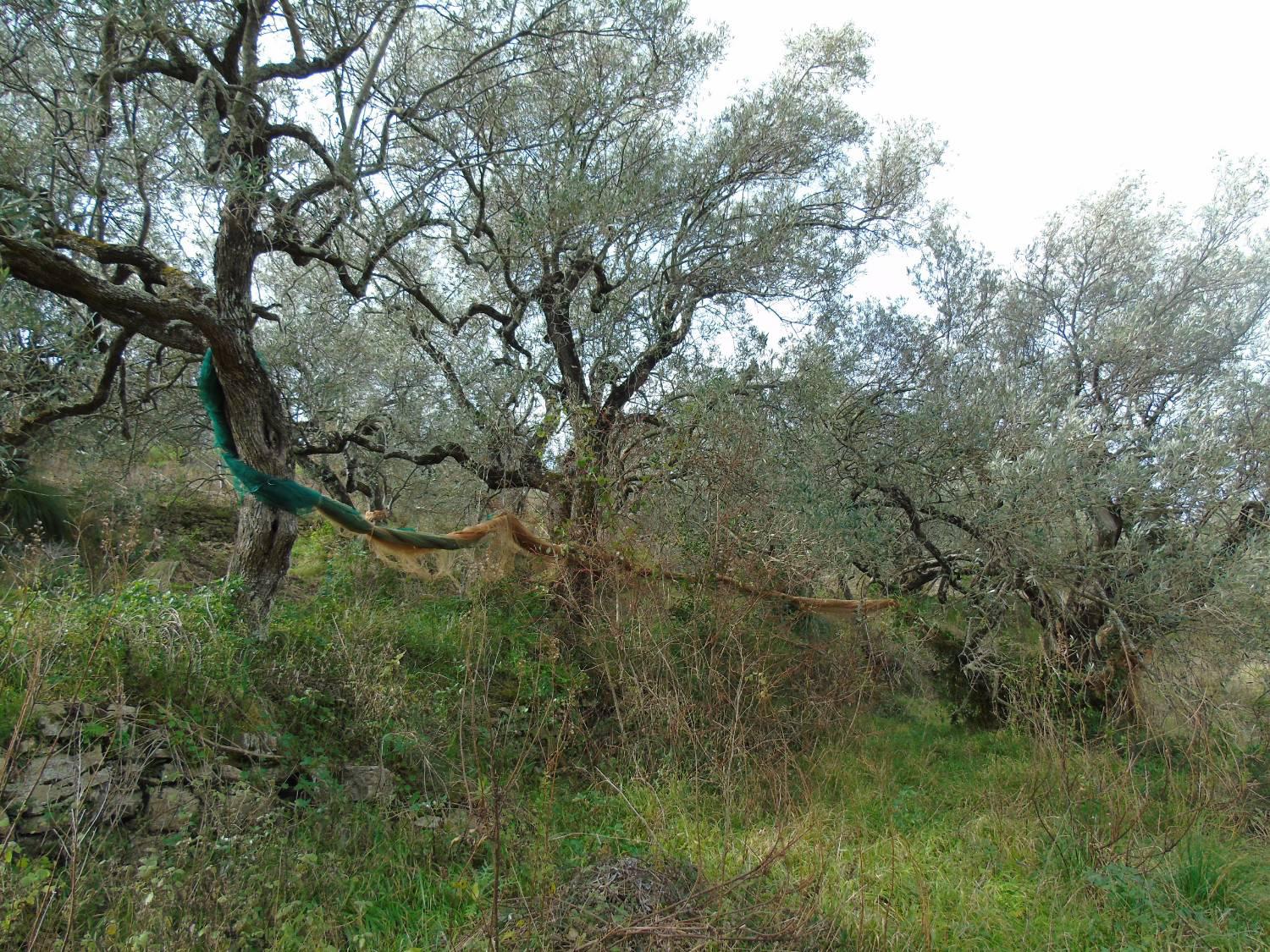 Terreno Edificabile in vendita a San Mauro Cilento