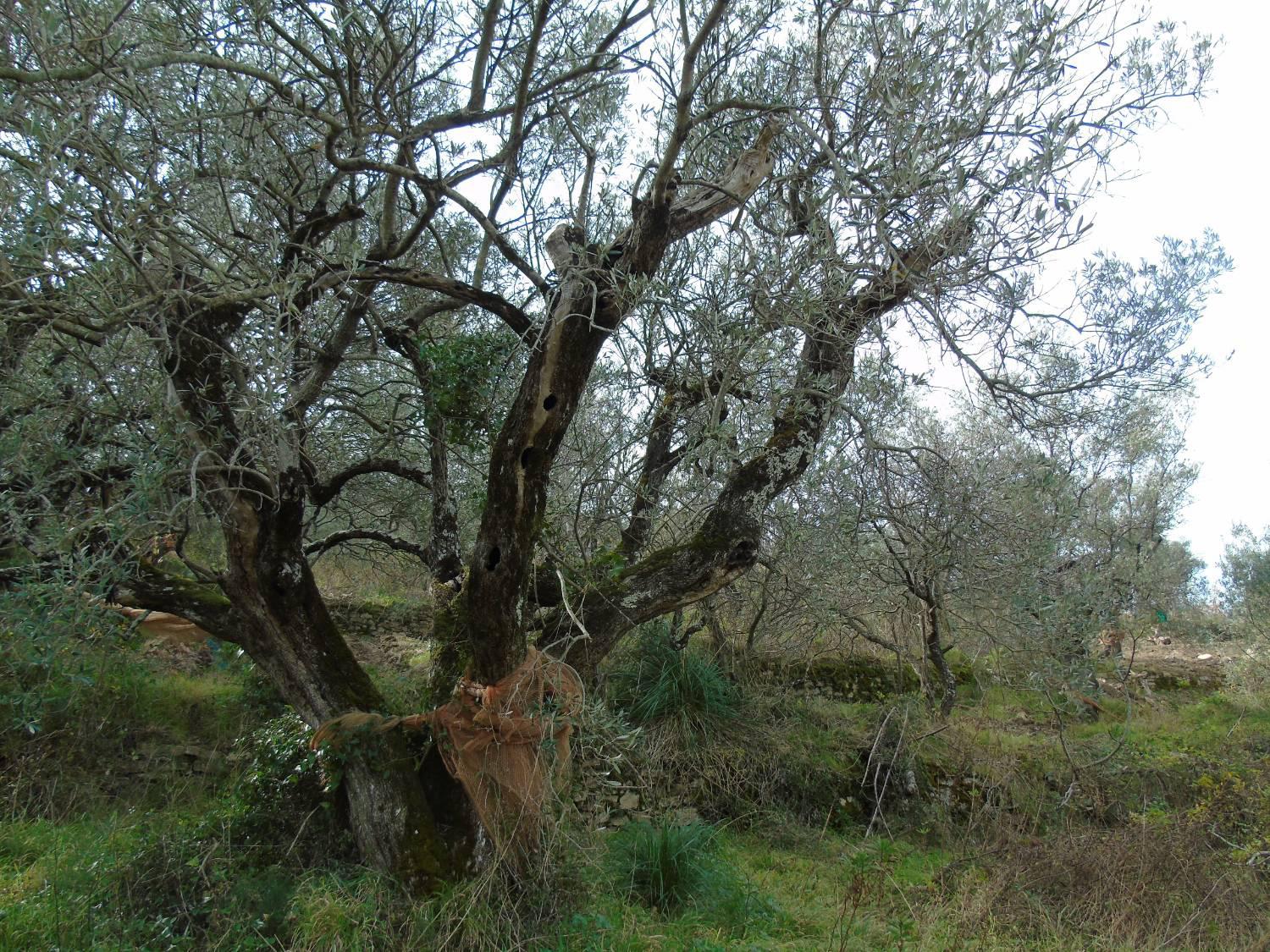 Terreno Edificabile in vendita a San Mauro Cilento