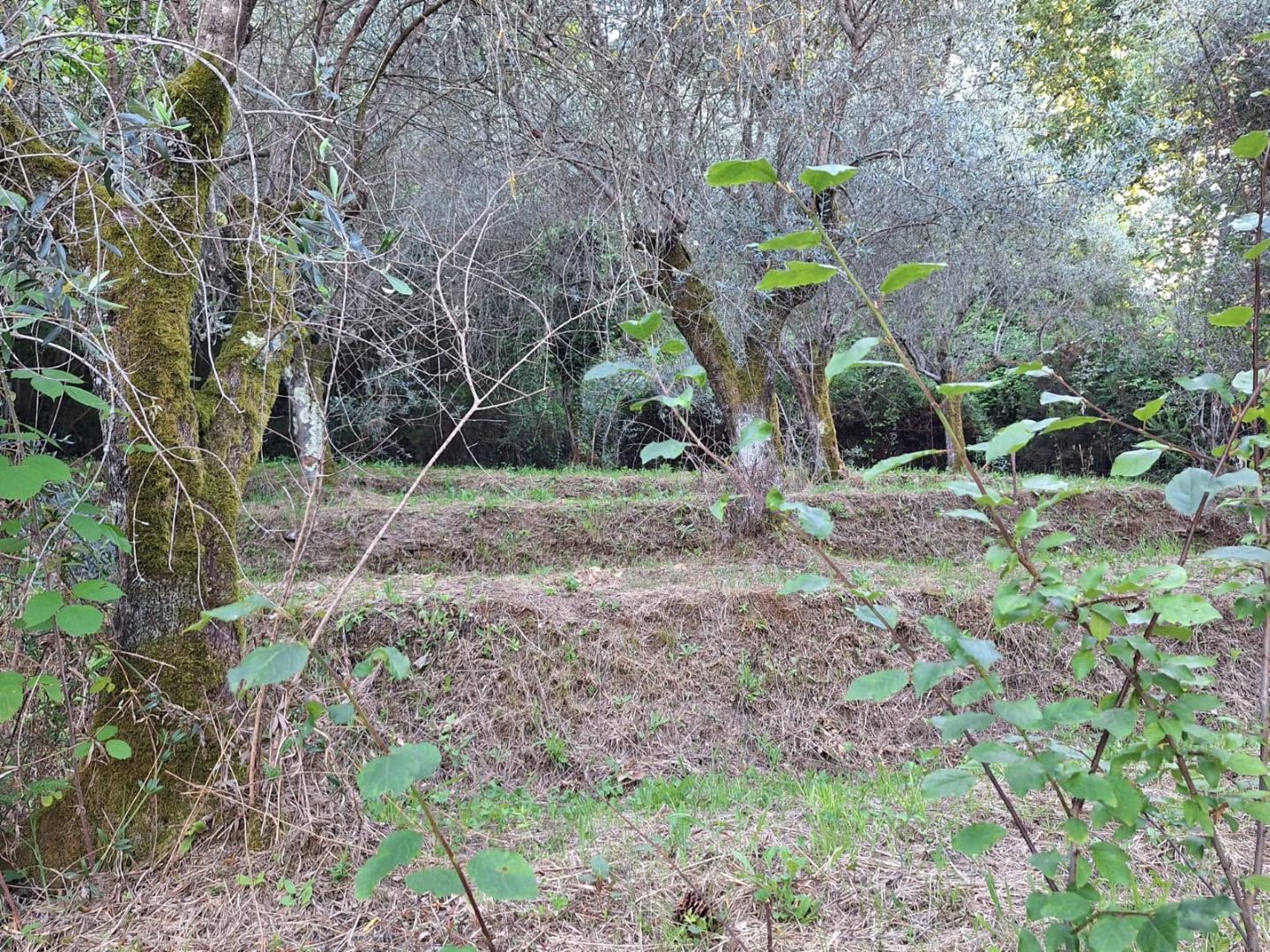 Casa indipendente arredata in affitto a Ameglia