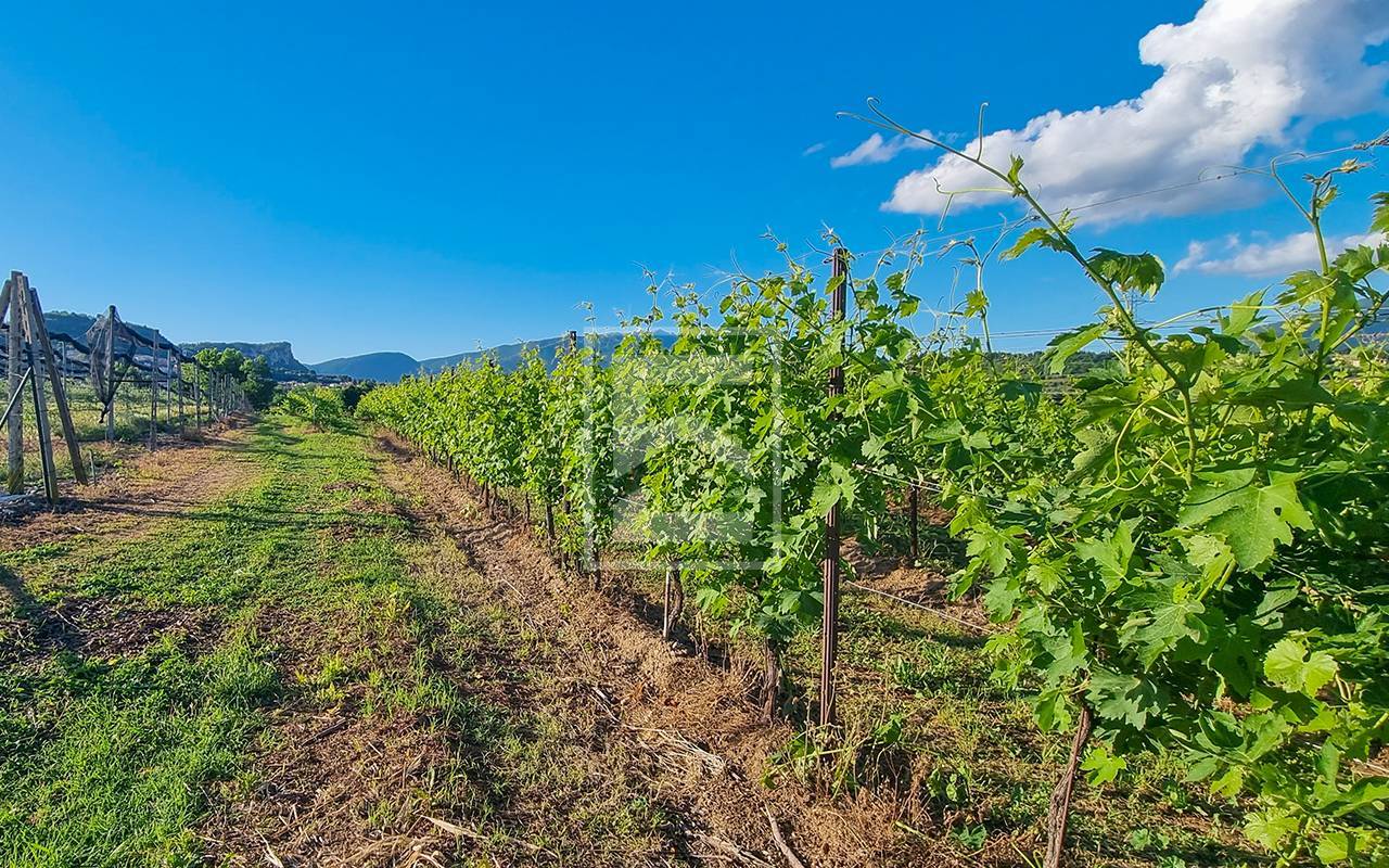 Terreno in vendita a Cavaion Veronese