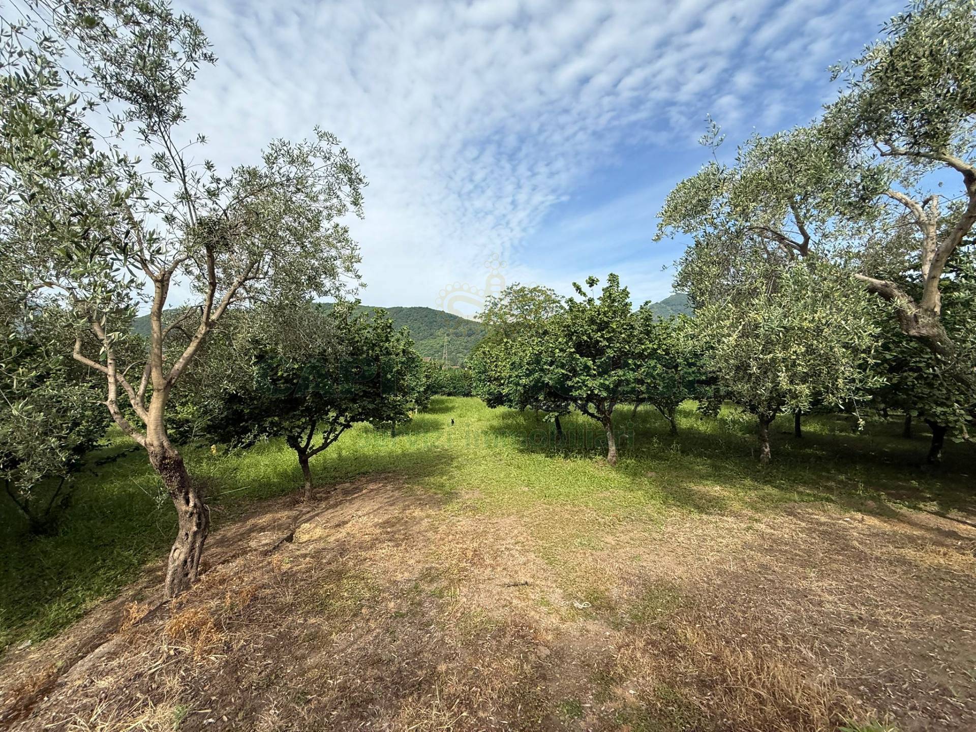 Terreno agricolo in vendita a Fisciano
