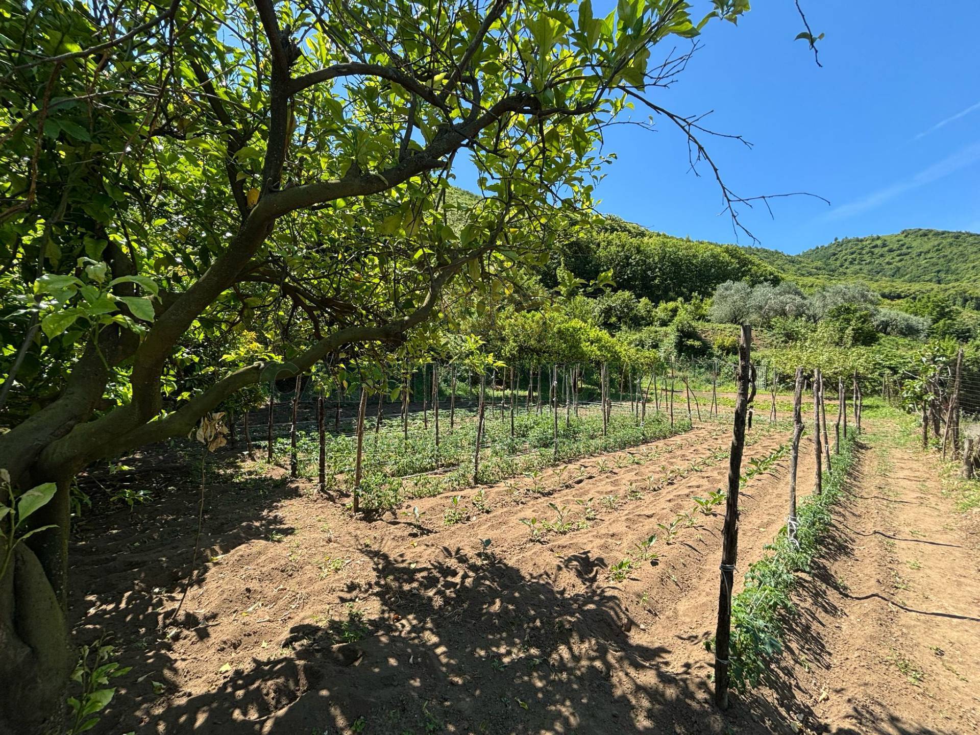 Terreno agricolo in vendita a Mercato San Severino