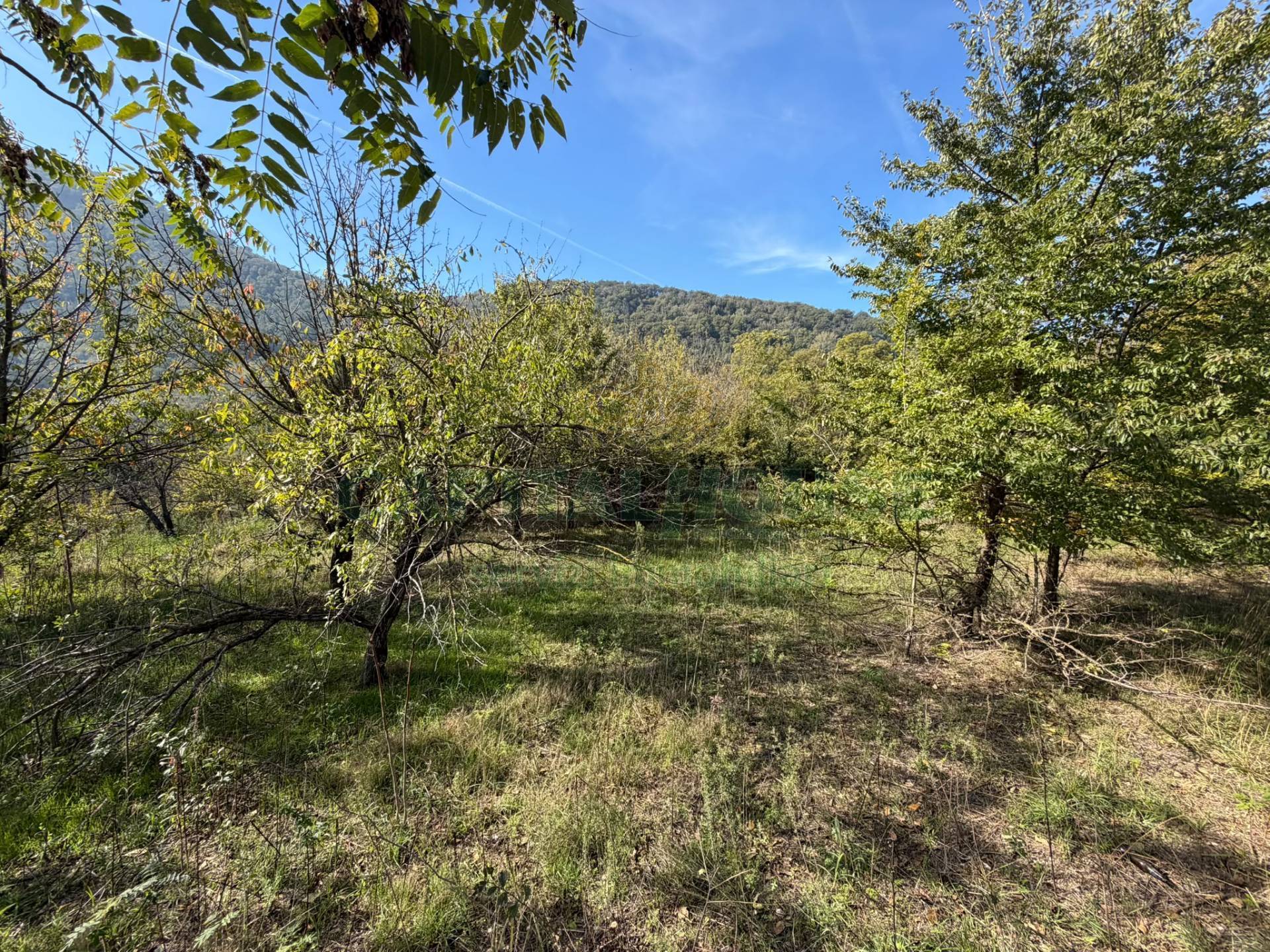 Terreno agricolo in vendita a Siano