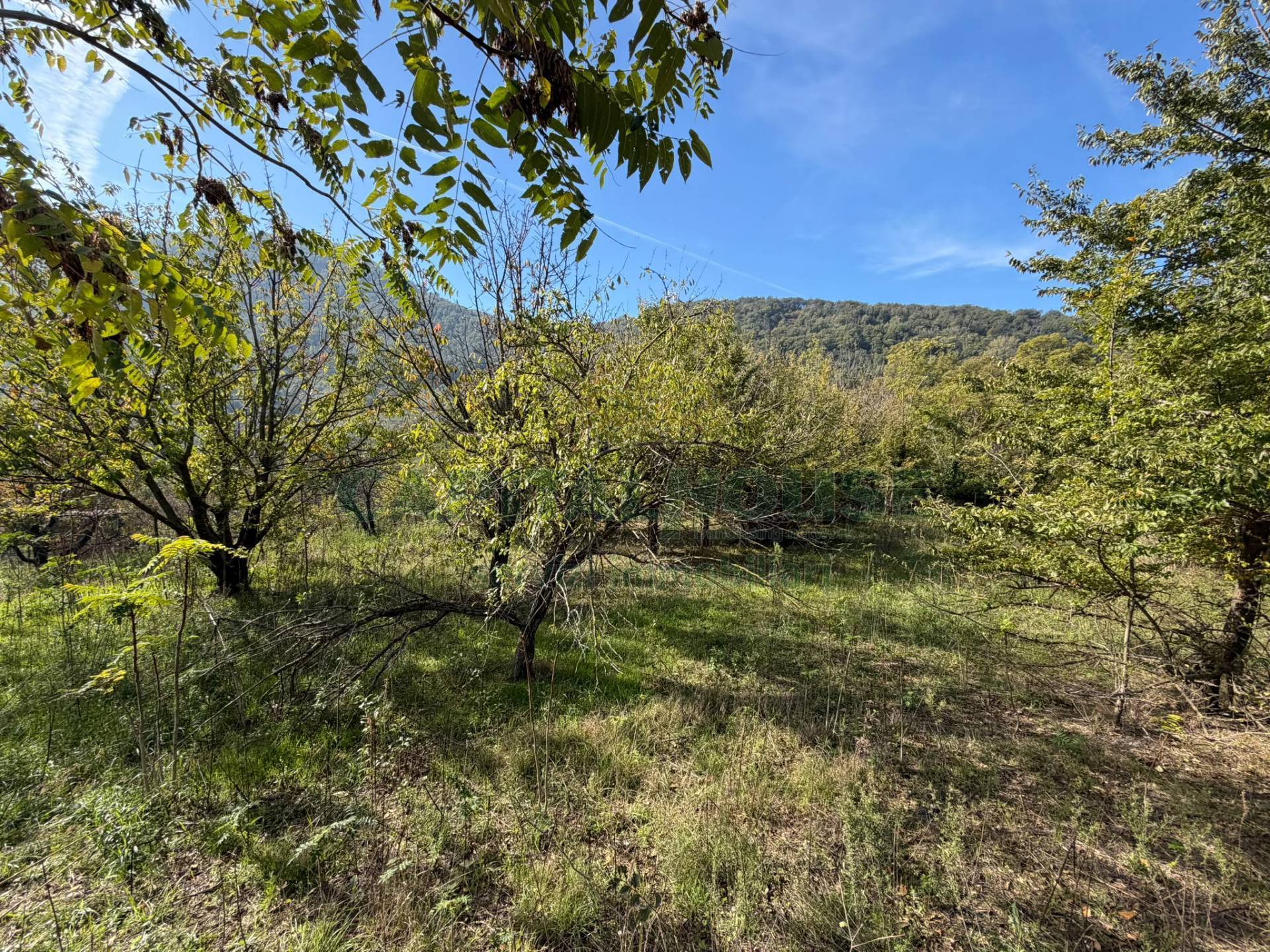 Terreno agricolo in vendita a Siano