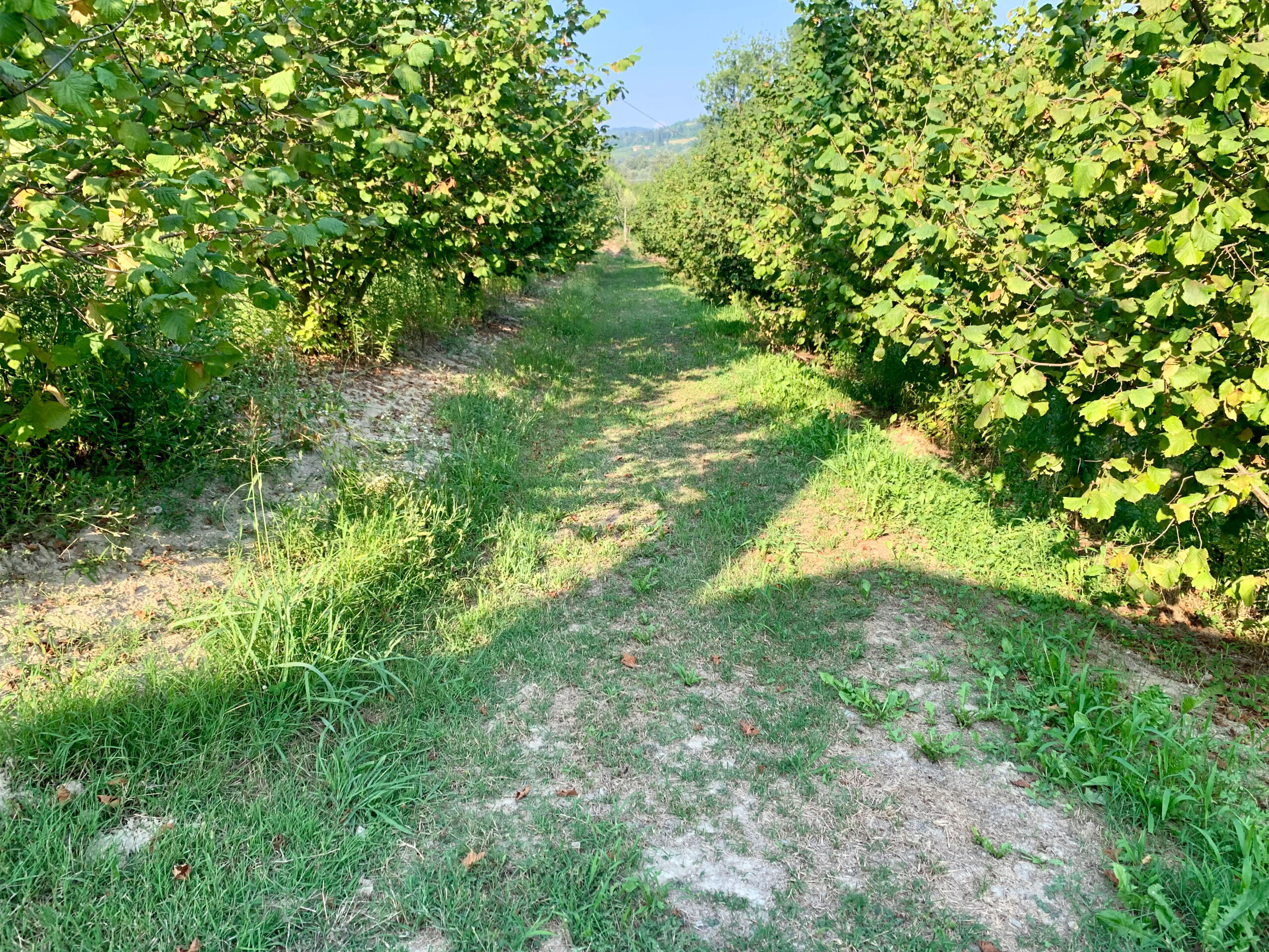 Terreno Agricolo in vendita in borgata pianezzo 102, Dogliani