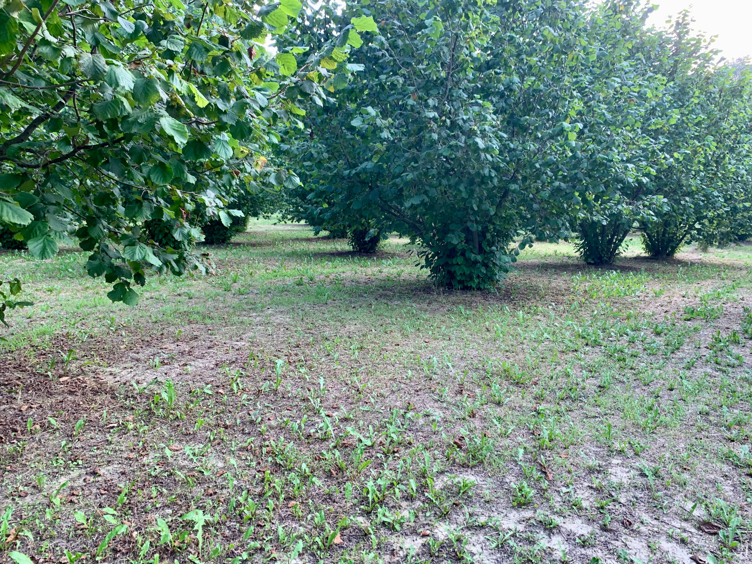 Terreno Agricolo in vendita in borgata pianezzo 102, Dogliani