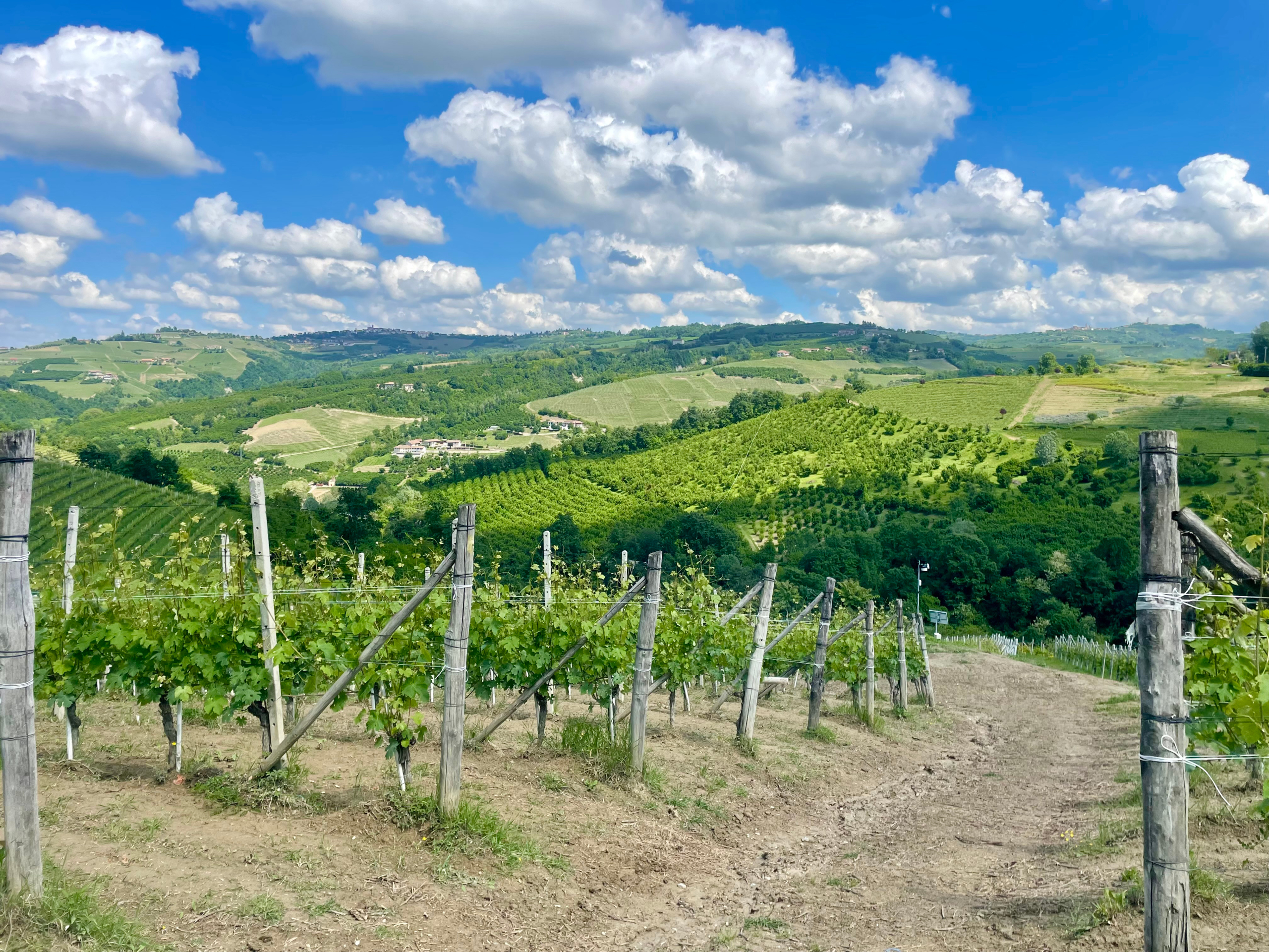 Terreno Agricolo in vendita in localit� bussia san pietro 6, Serralunga d'Alba