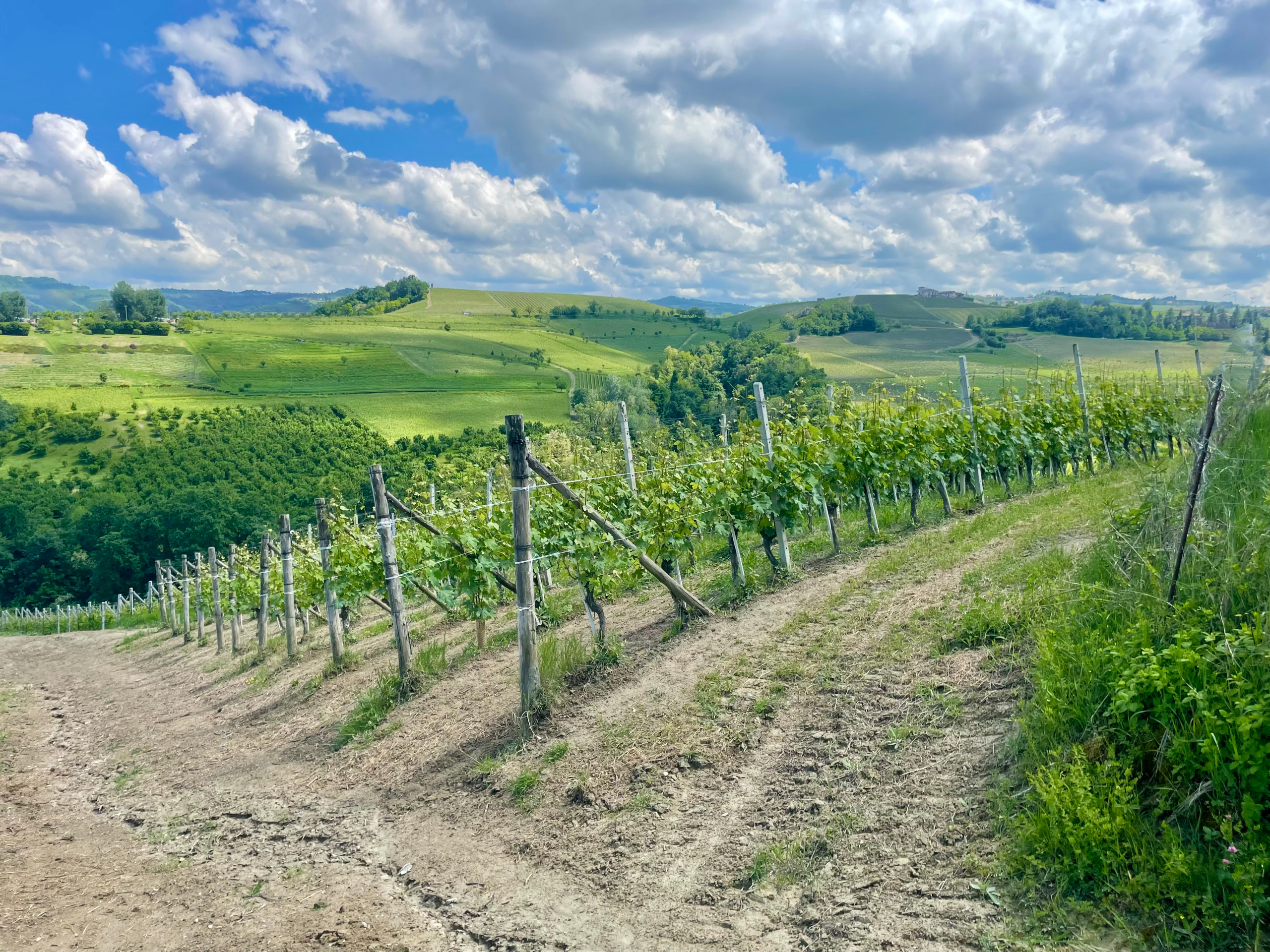 Terreno Agricolo in vendita in localit� bussia san pietro 6, Serralunga d'Alba