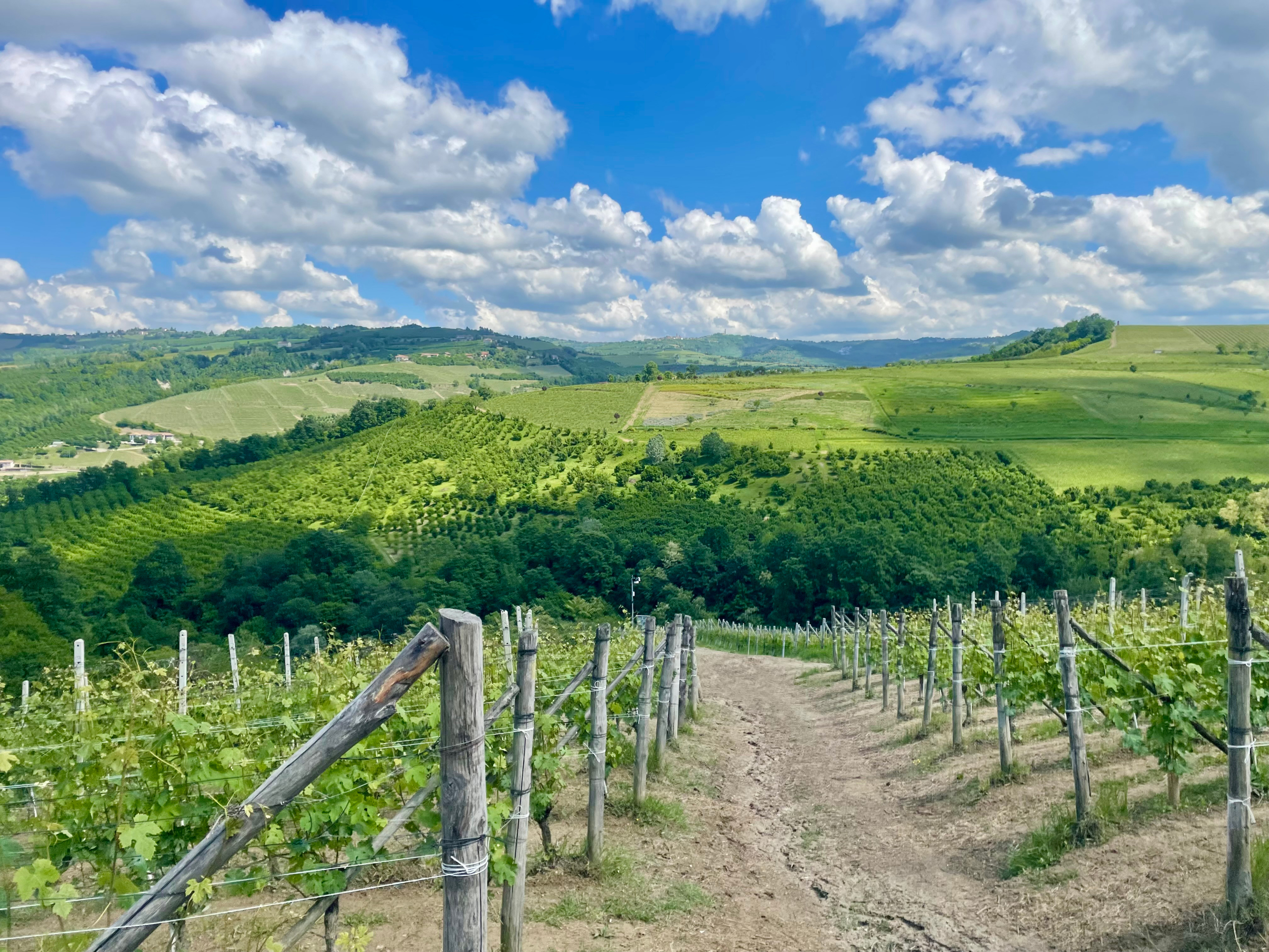 Terreno Agricolo in vendita in localit� bussia san pietro 6, Serralunga d'Alba