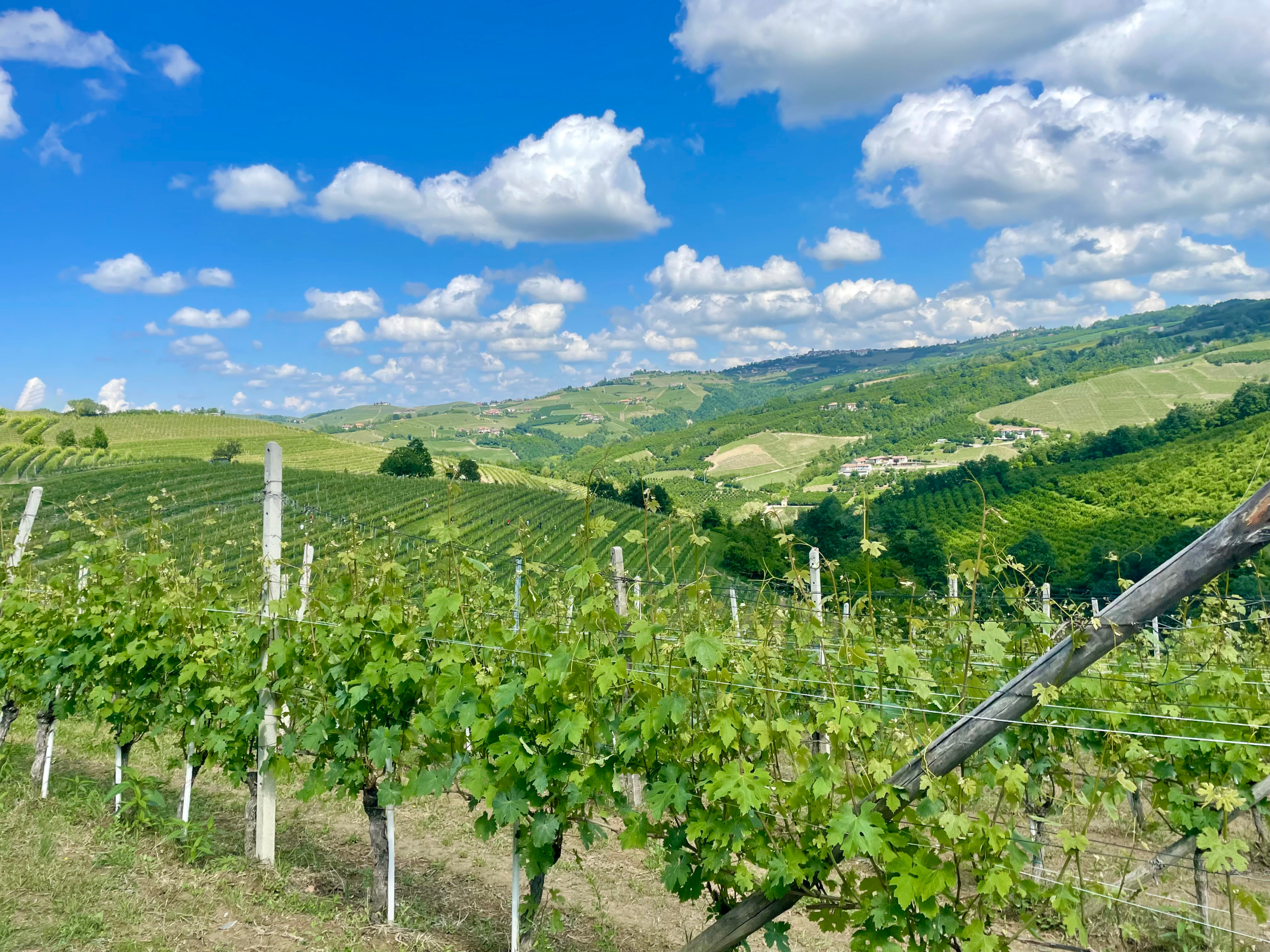 Terreno Agricolo in vendita in localit� bussia san pietro 6, Serralunga d'Alba