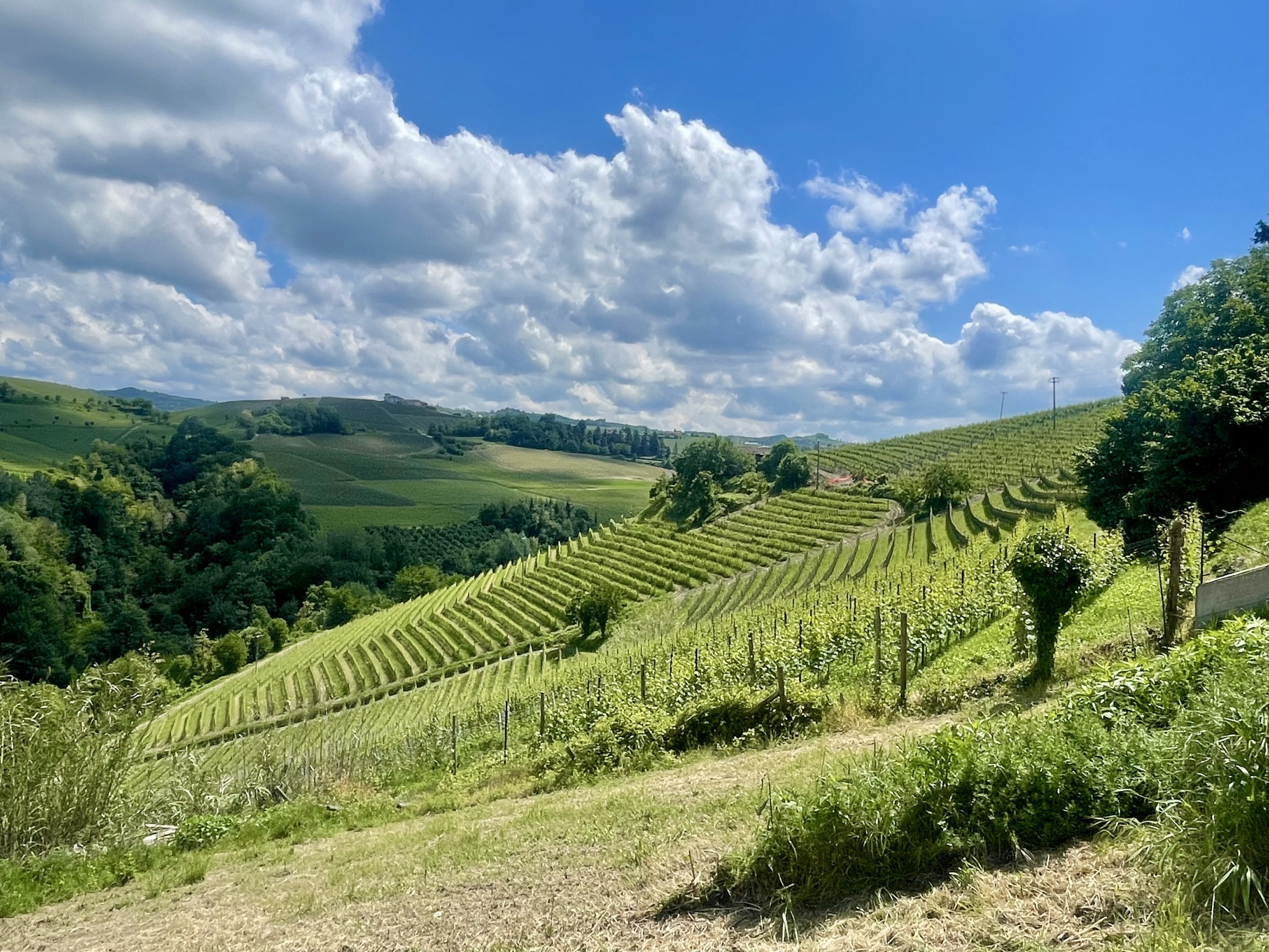 Terreno Agricolo in vendita in localit� bussia san pietro 6, Serralunga d'Alba