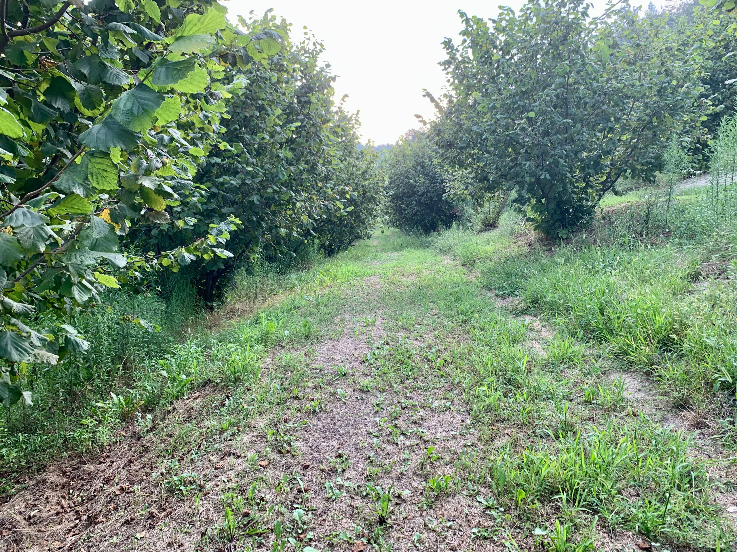 Terreno Agricolo in vendita in localit� riavolo 2, Roddino
