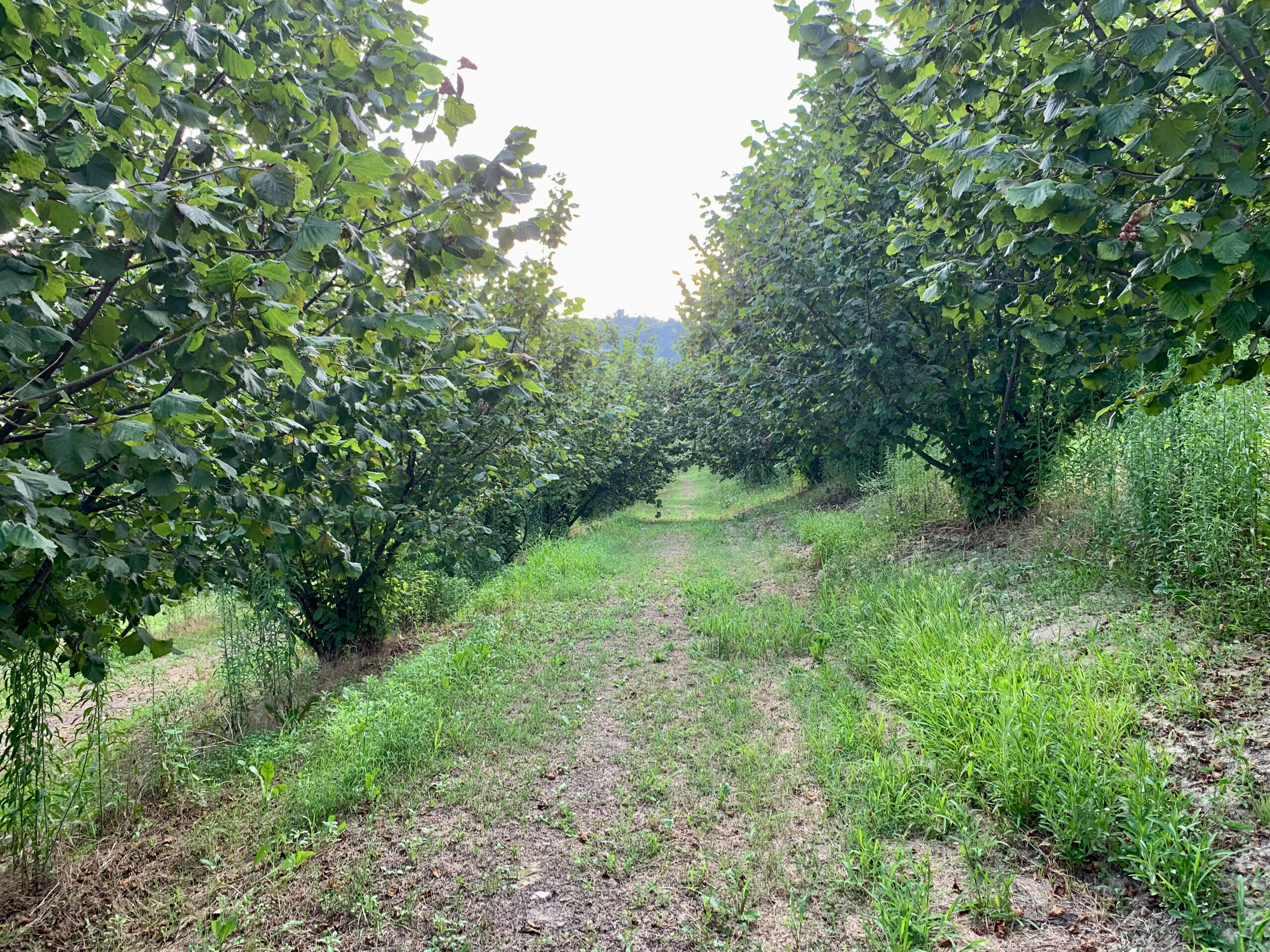 Terreno Agricolo in vendita in localit� riavolo 2, Roddino
