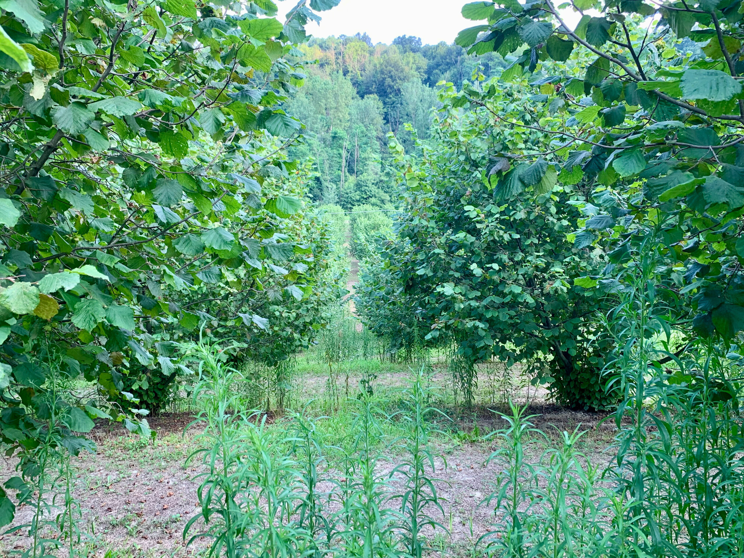 Terreno Agricolo in vendita in localit� riavolo 2, Roddino