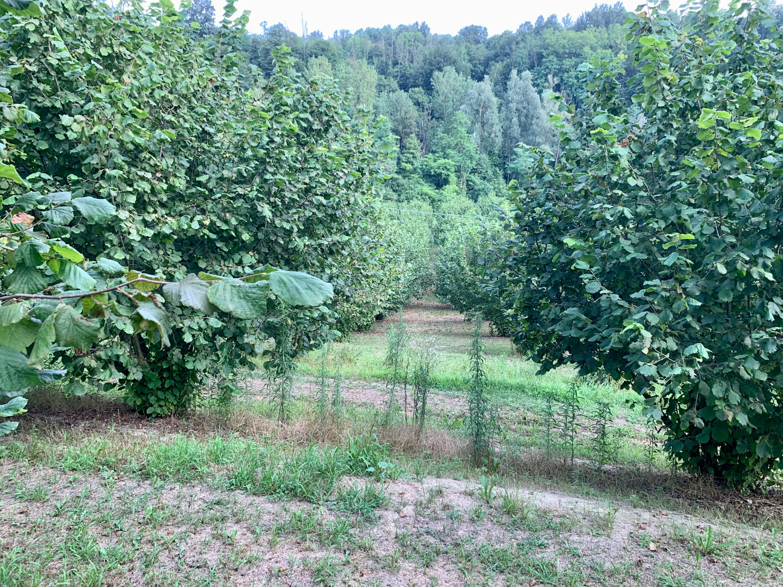 Terreno Agricolo in vendita in localit� riavolo 2, Roddino