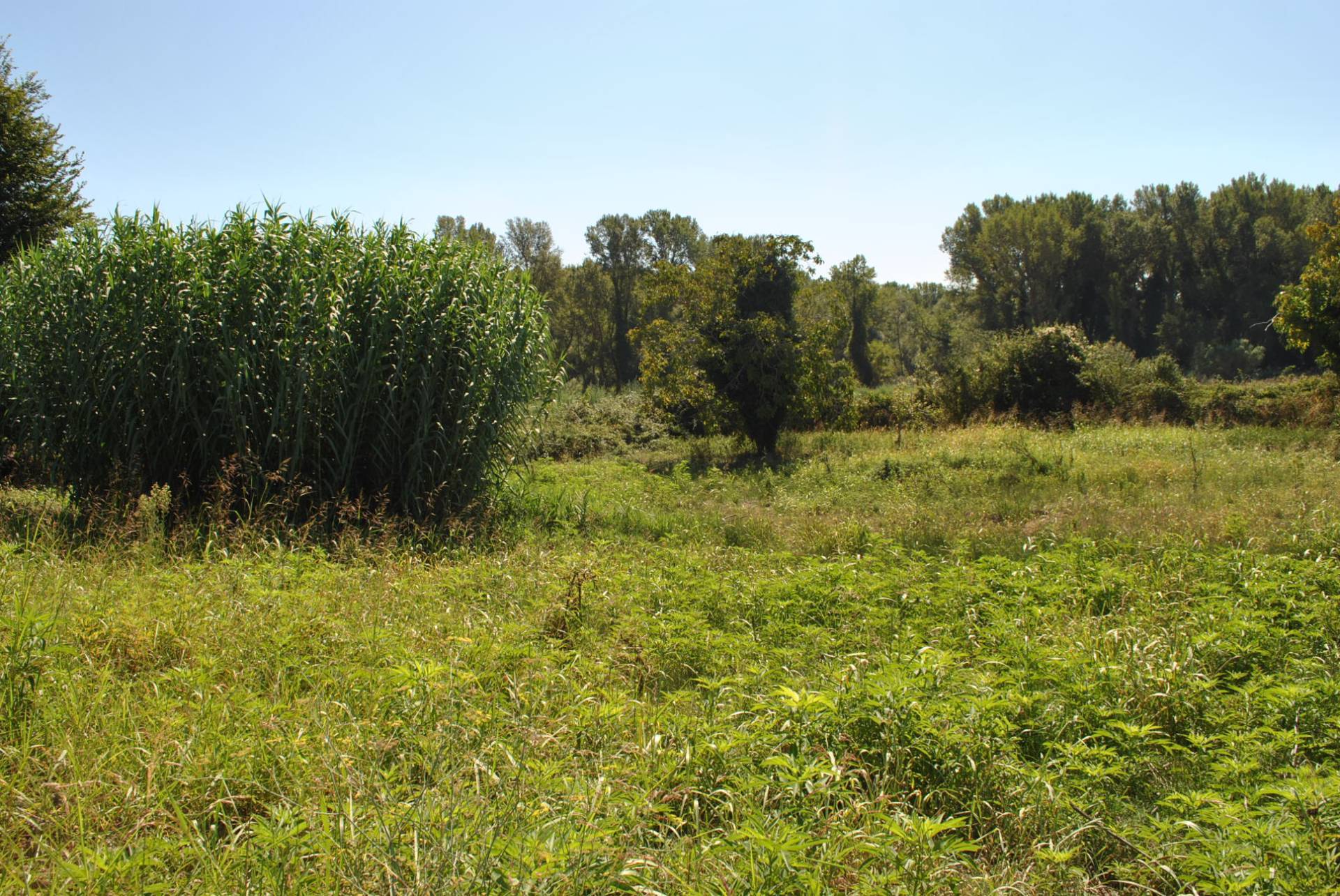 Terreno Agricolo in vendita a Eboli