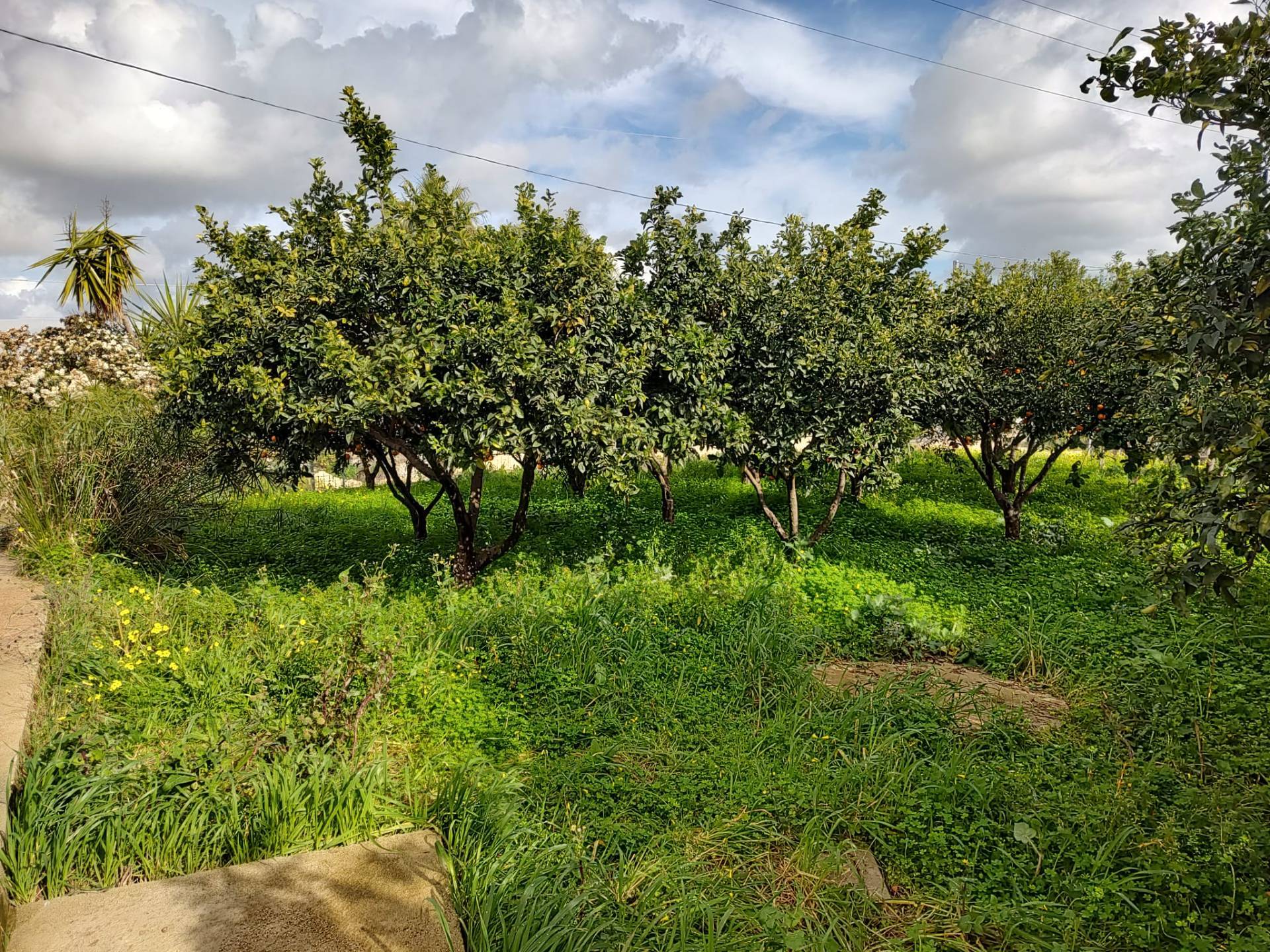 Terreno Agricolo in vendita a Eboli, Scorziello - Fiocche