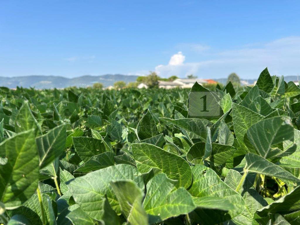 Terreno Agricolo in vendita in via volpara, Castegnero