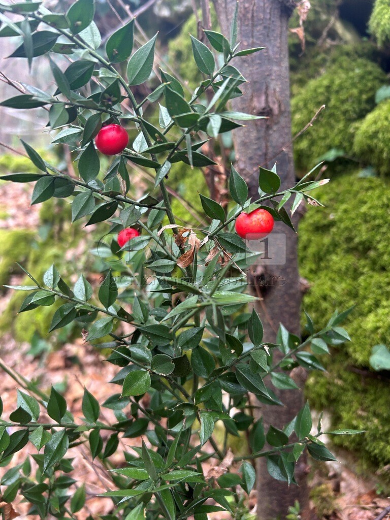 Terreno Agricolo in vendita in piazza mazzaretto, Longare