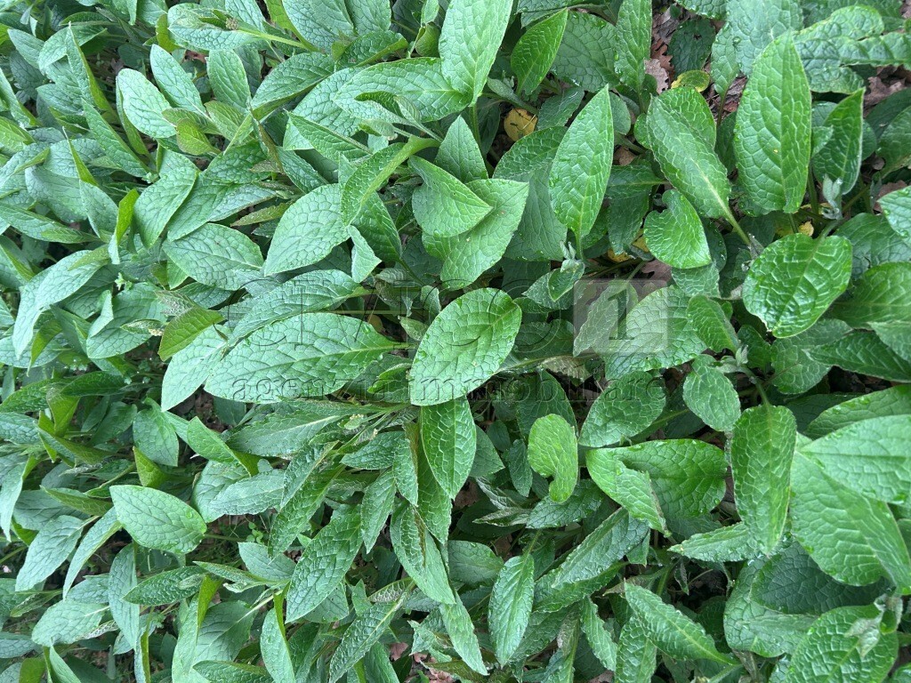 Terreno Agricolo in vendita in piazza mazzaretto, Longare