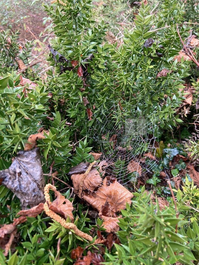 Terreno Agricolo in vendita in piazza mazzaretto, Longare
