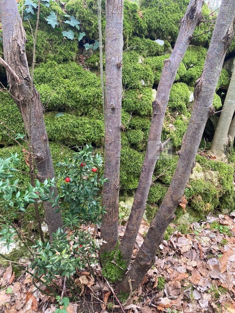 Terreno Agricolo in vendita in piazza mazzaretto, Longare