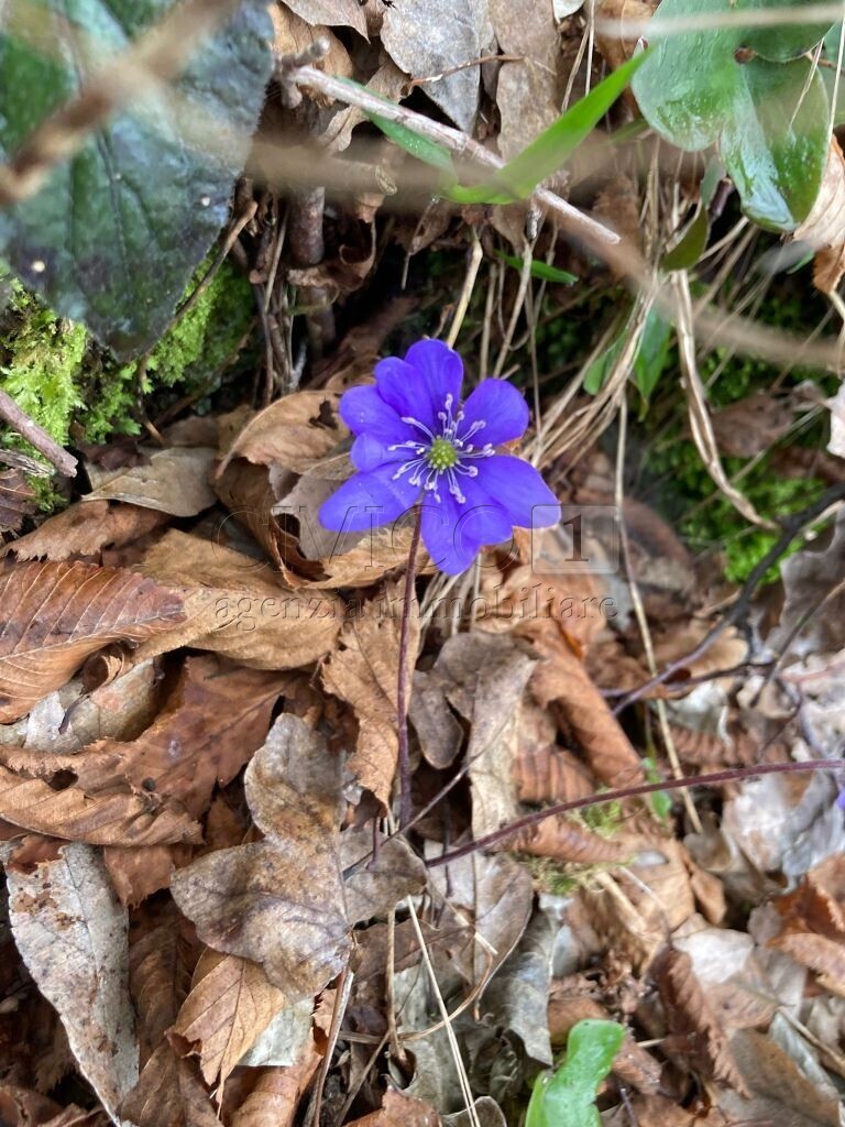 Terreno Agricolo in vendita in piazza mazzaretto, Longare