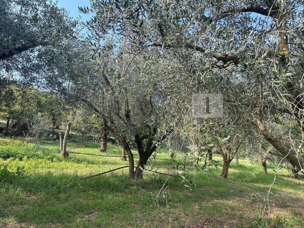 Terreno Agricolo in vendita in via castellaro, Castegnero