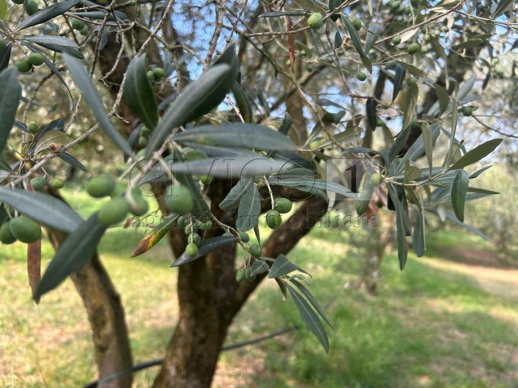Terreno Agricolo in vendita in via calcare, Castegnero