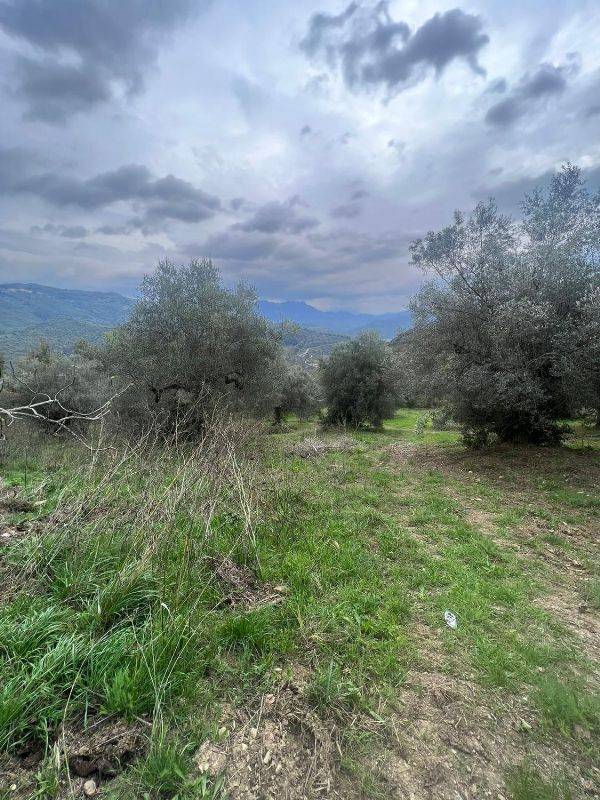 Terreno Agricolo in vendita a Prignano Cilento