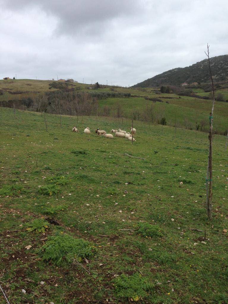 Terreno Agricolo in vendita a Capaccio Paestum