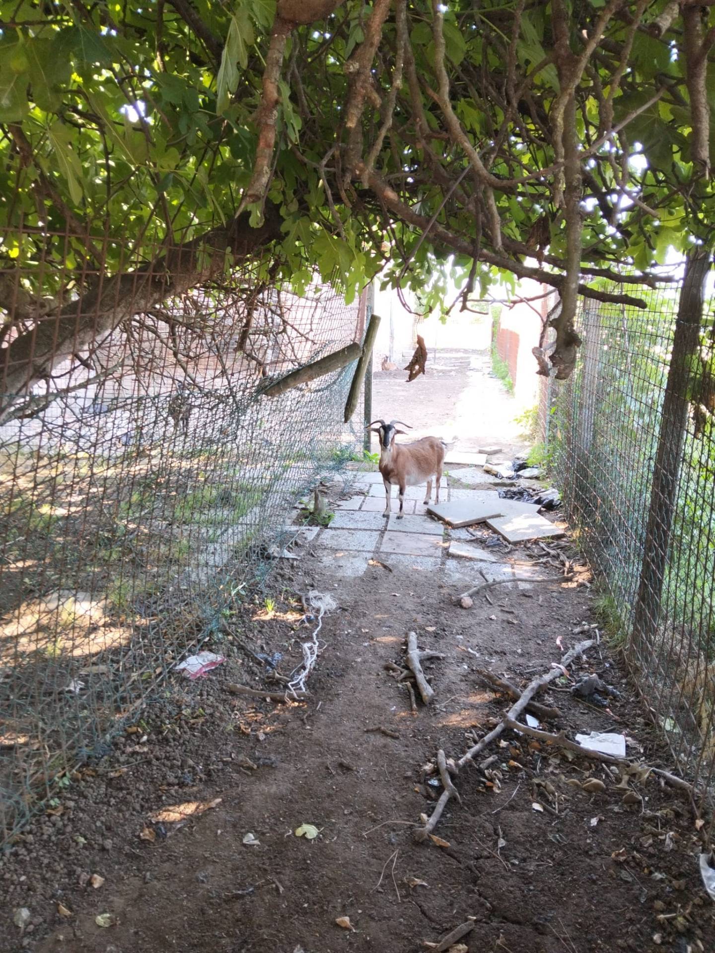 Casa singola in vendita a Lugo